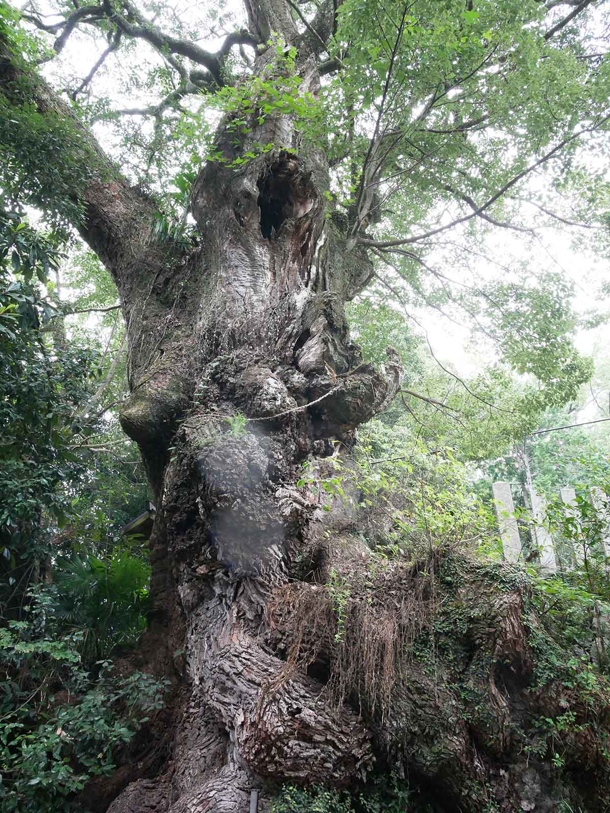 信太神社の樟樹