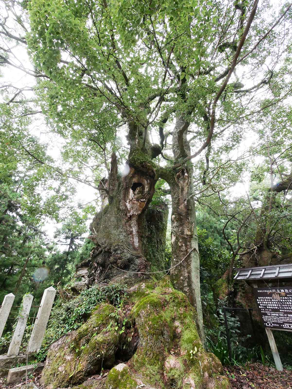 信太神社の樟樹