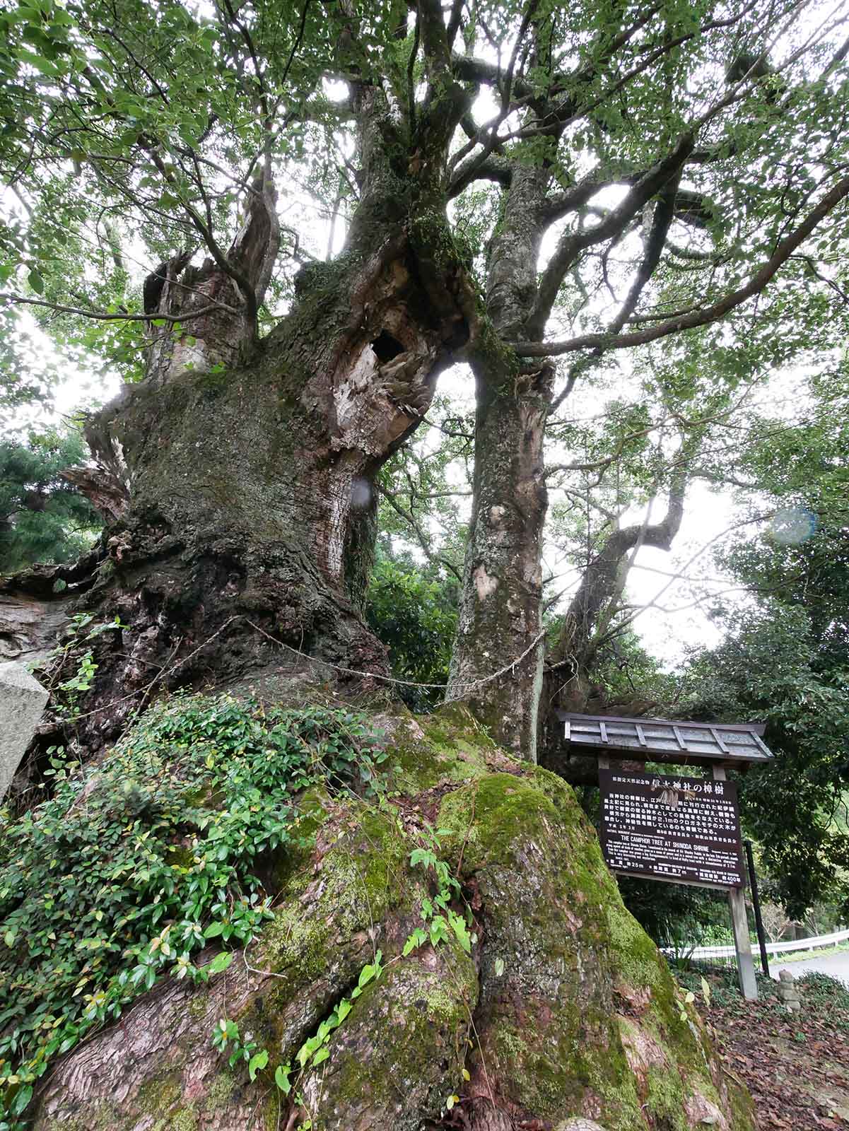 信太神社の樟樹