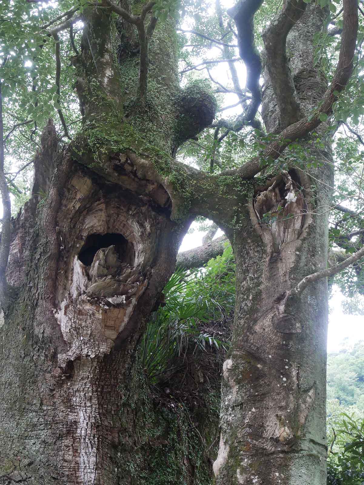 信太神社の樟樹