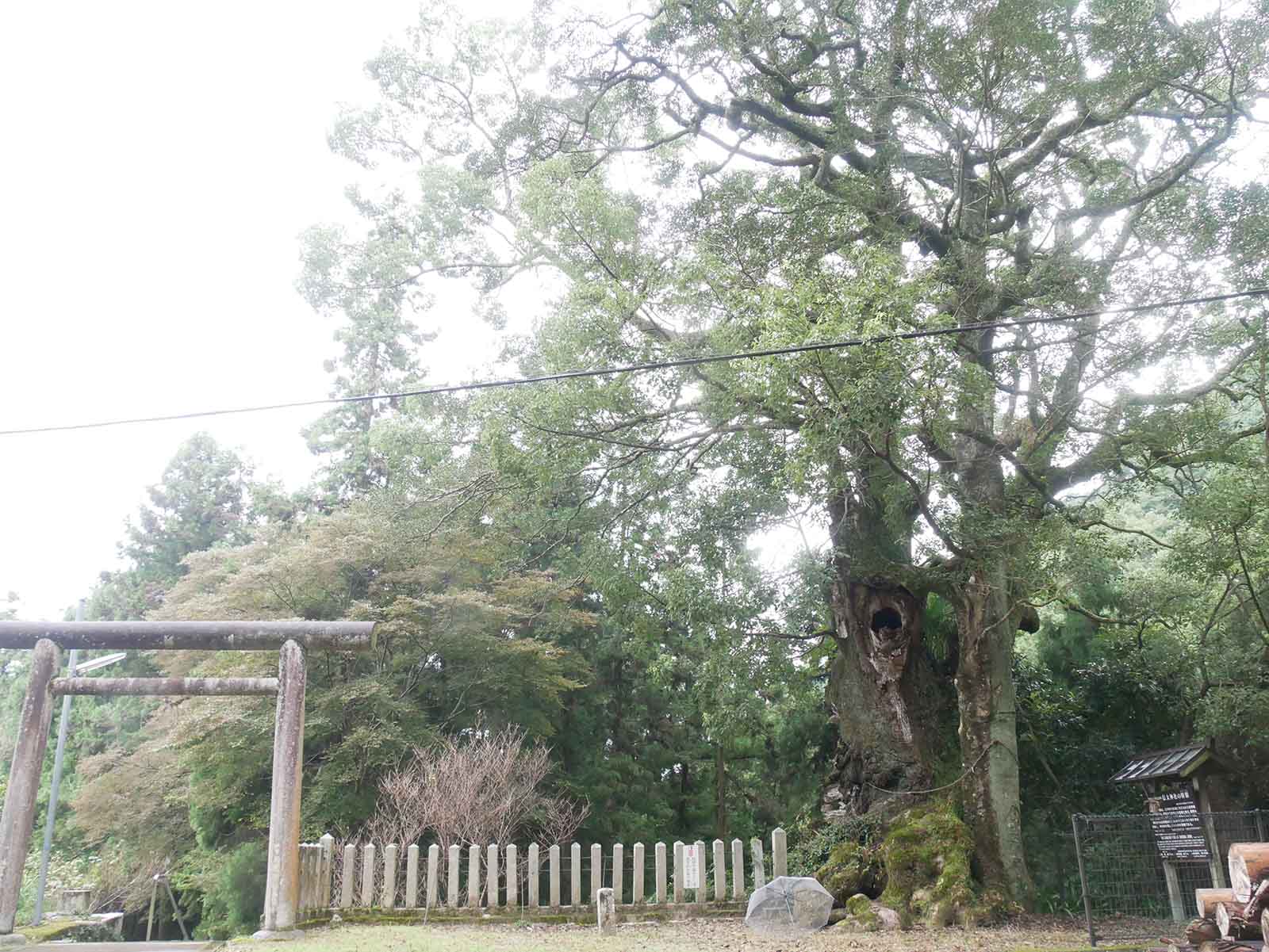 信太神社の樟樹