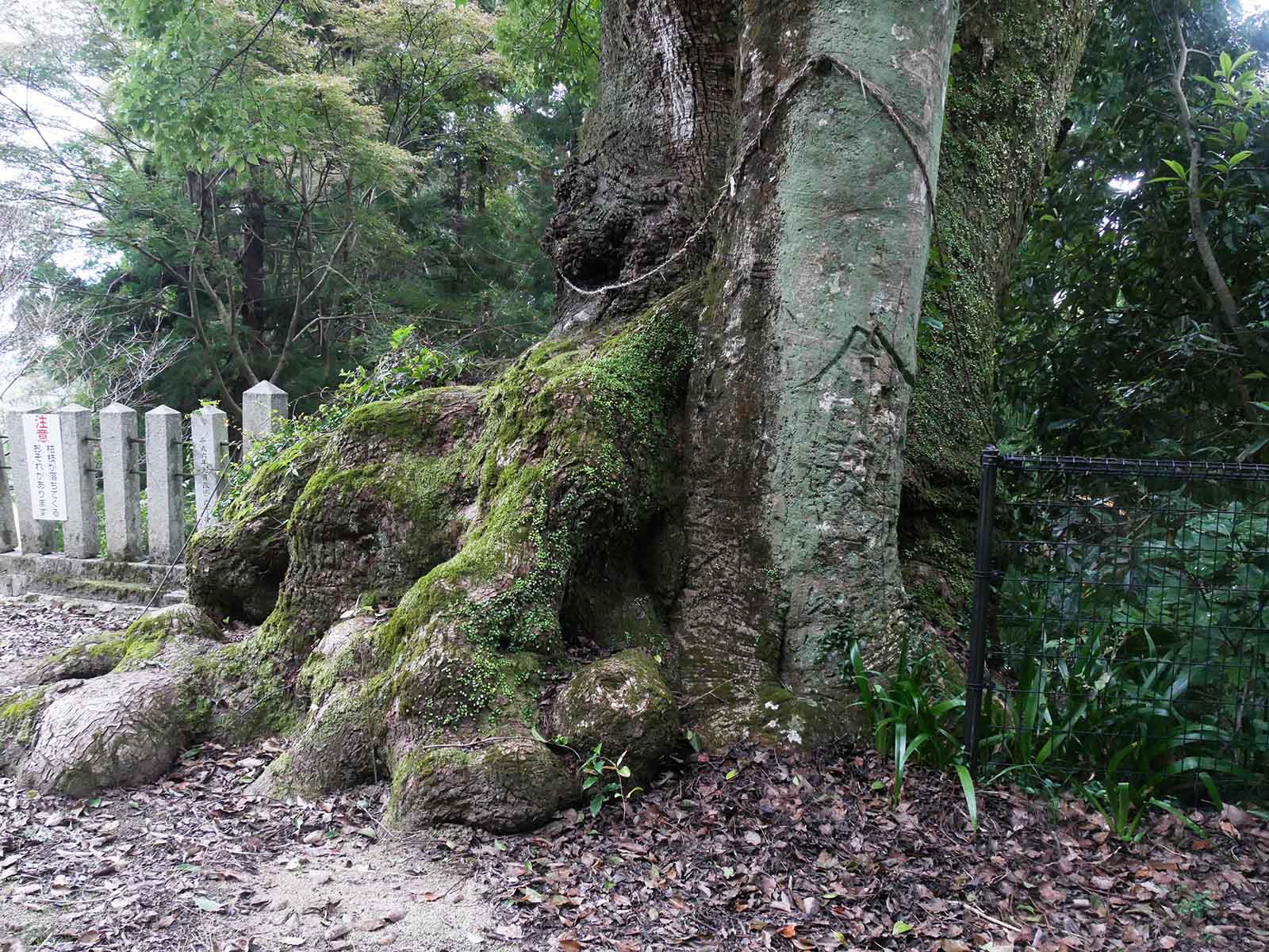 信太神社の樟樹