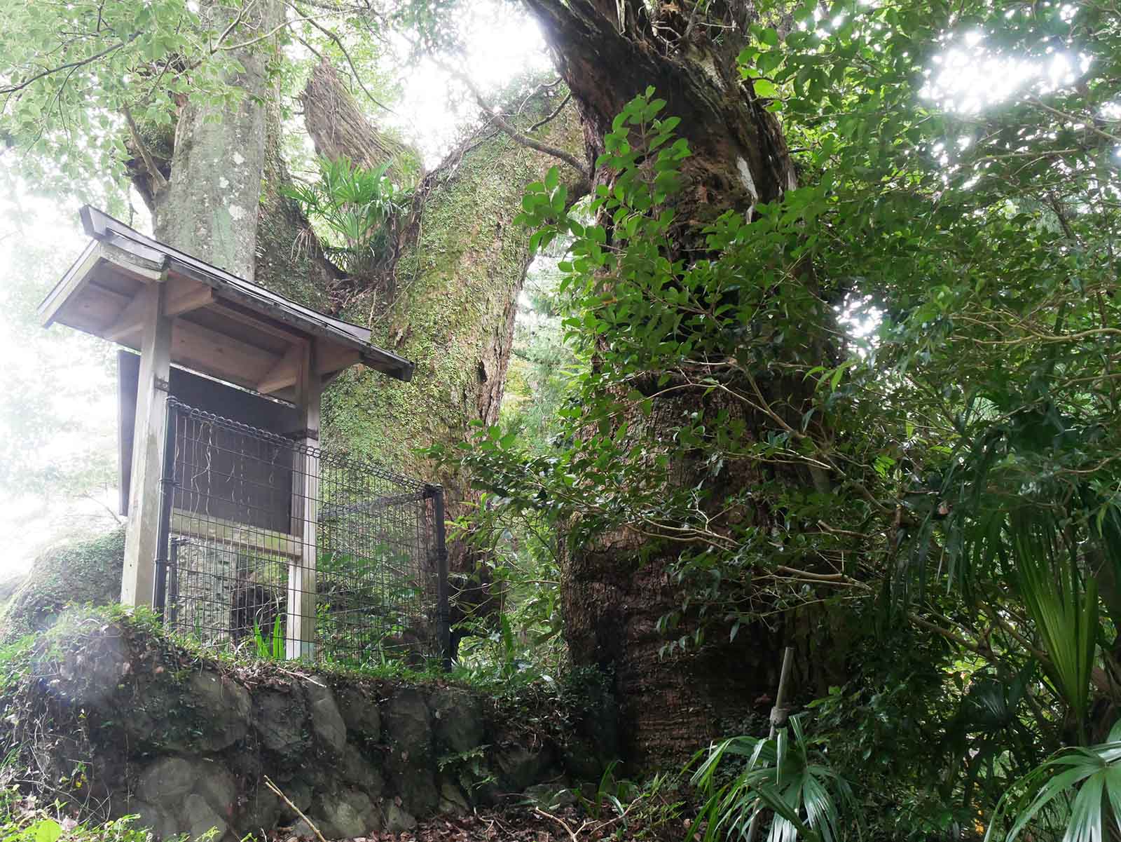 信太神社の樟樹