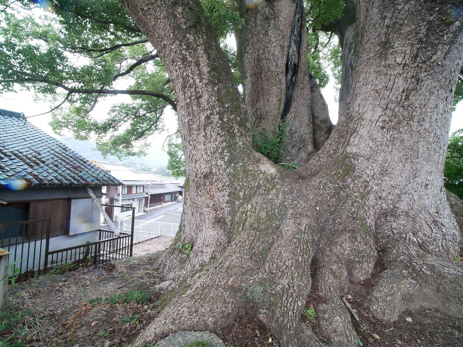 十五社のクスノキ