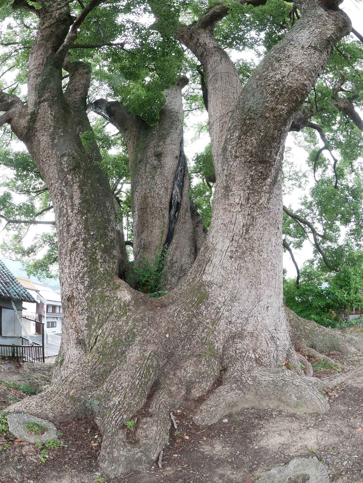 十五社のクスノキ