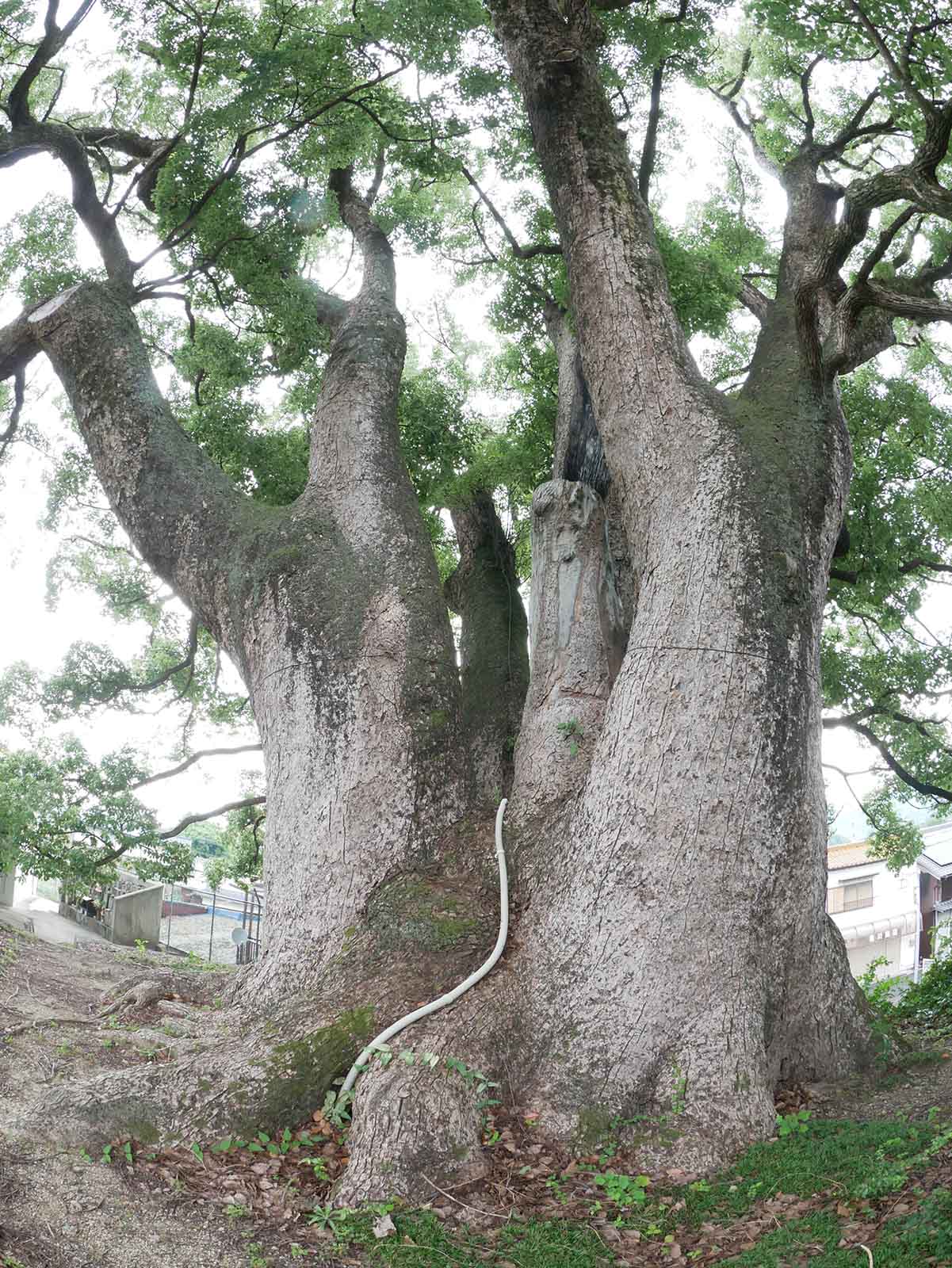 十五社のクスノキ