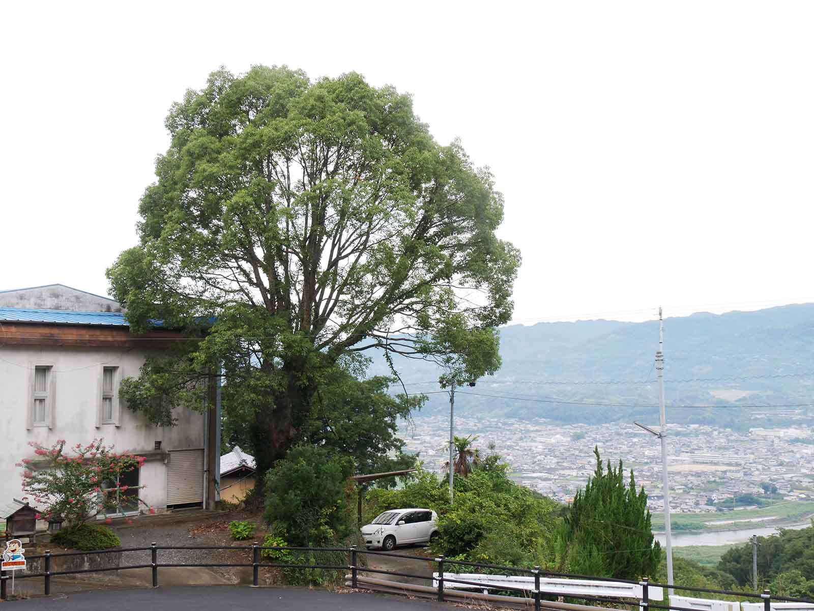 平沼田児童館のクスノキ