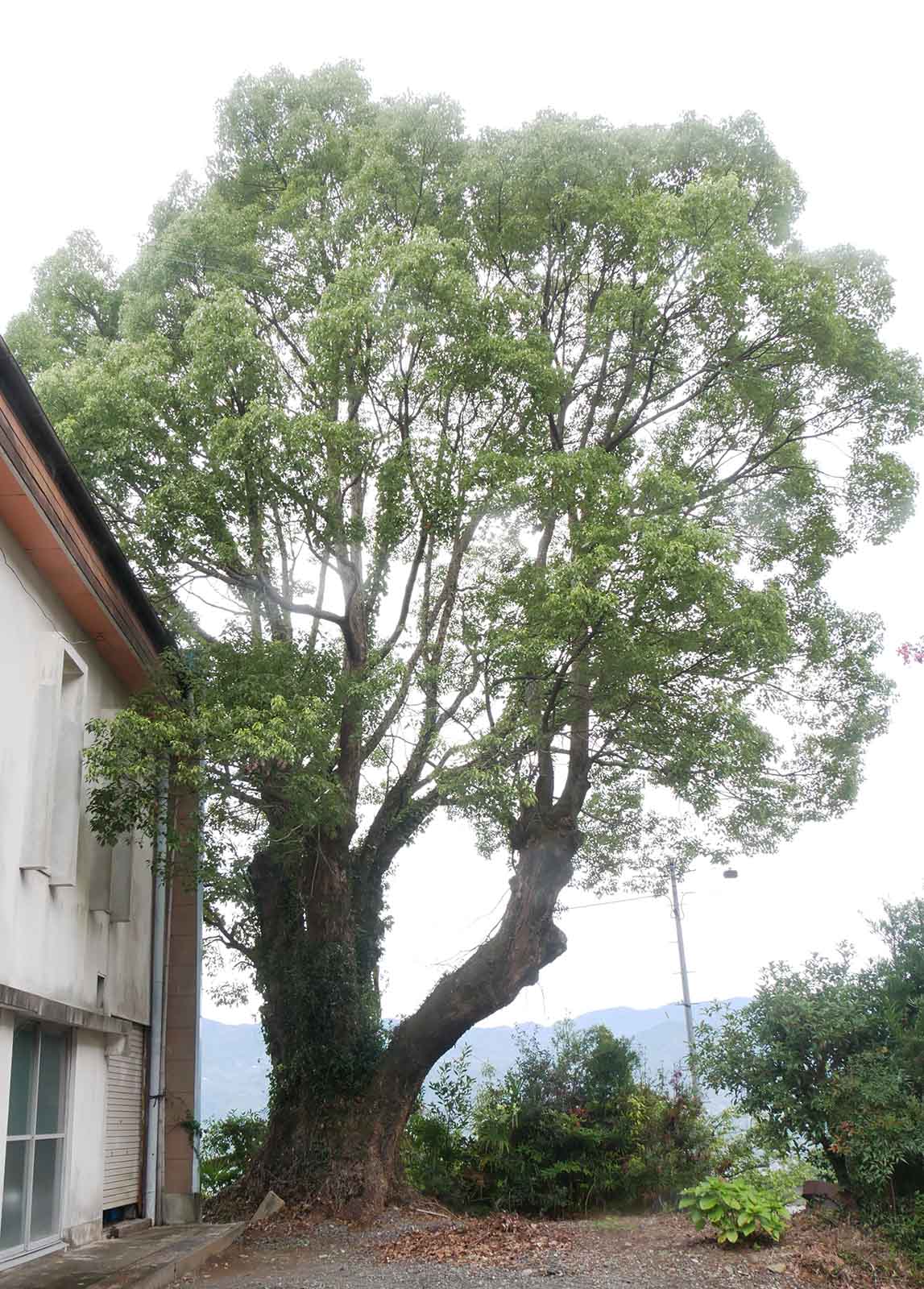 平沼田児童館のクスノキ