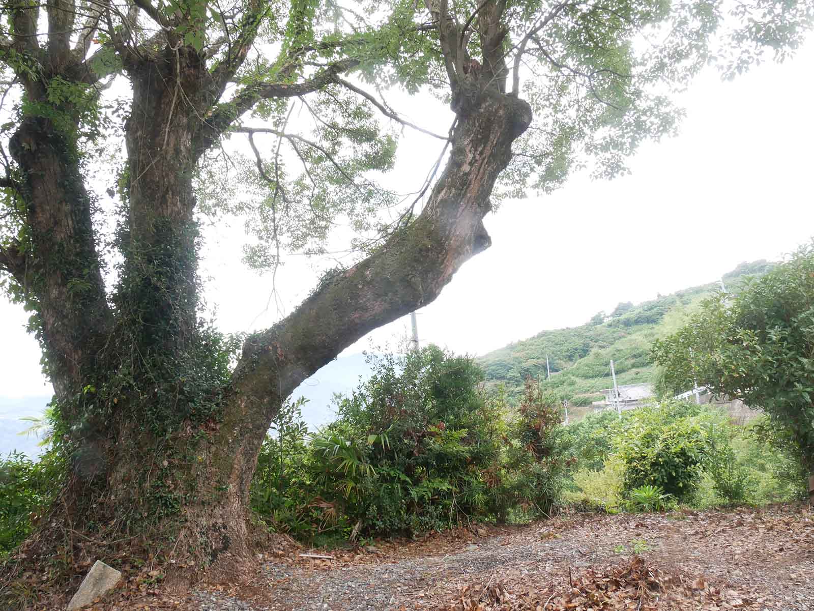 平沼田児童館のクスノキ