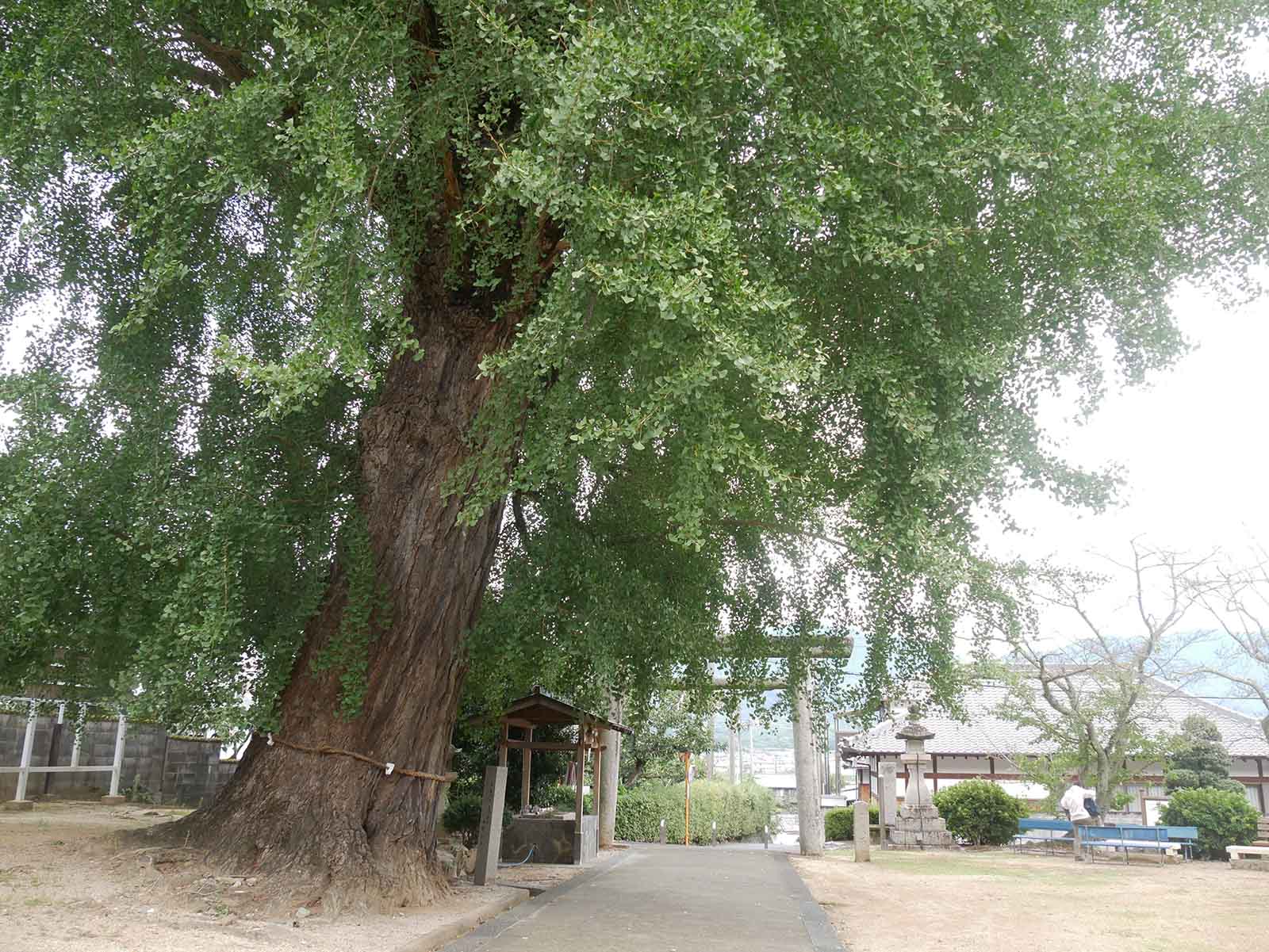 丹生酒殿神社のイチョウ