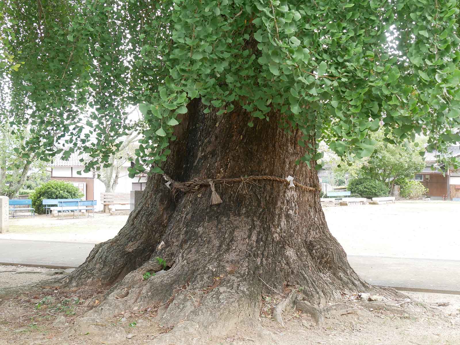 丹生酒殿神社のイチョウ