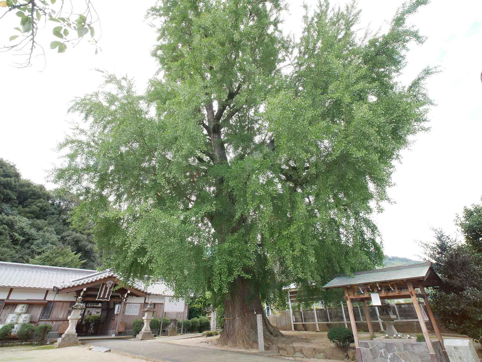 丹生酒殿神社のイチョウ