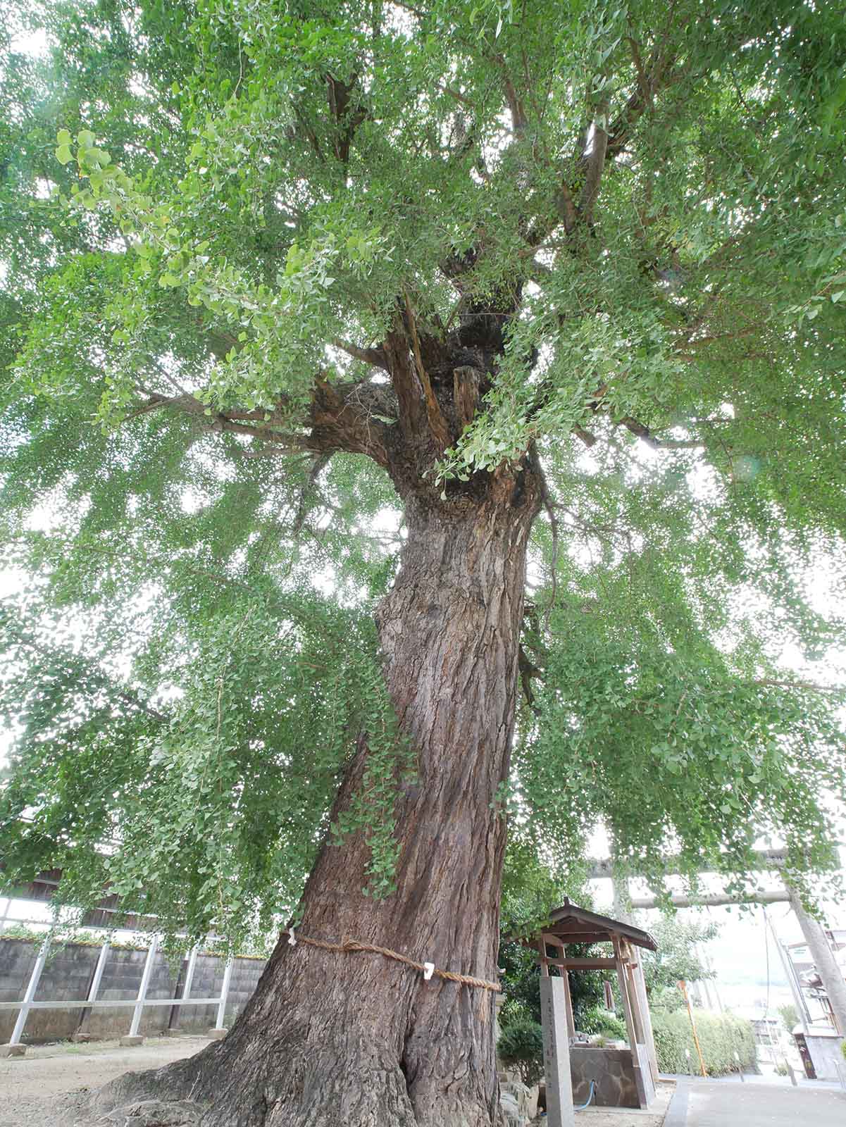 丹生酒殿神社のイチョウ