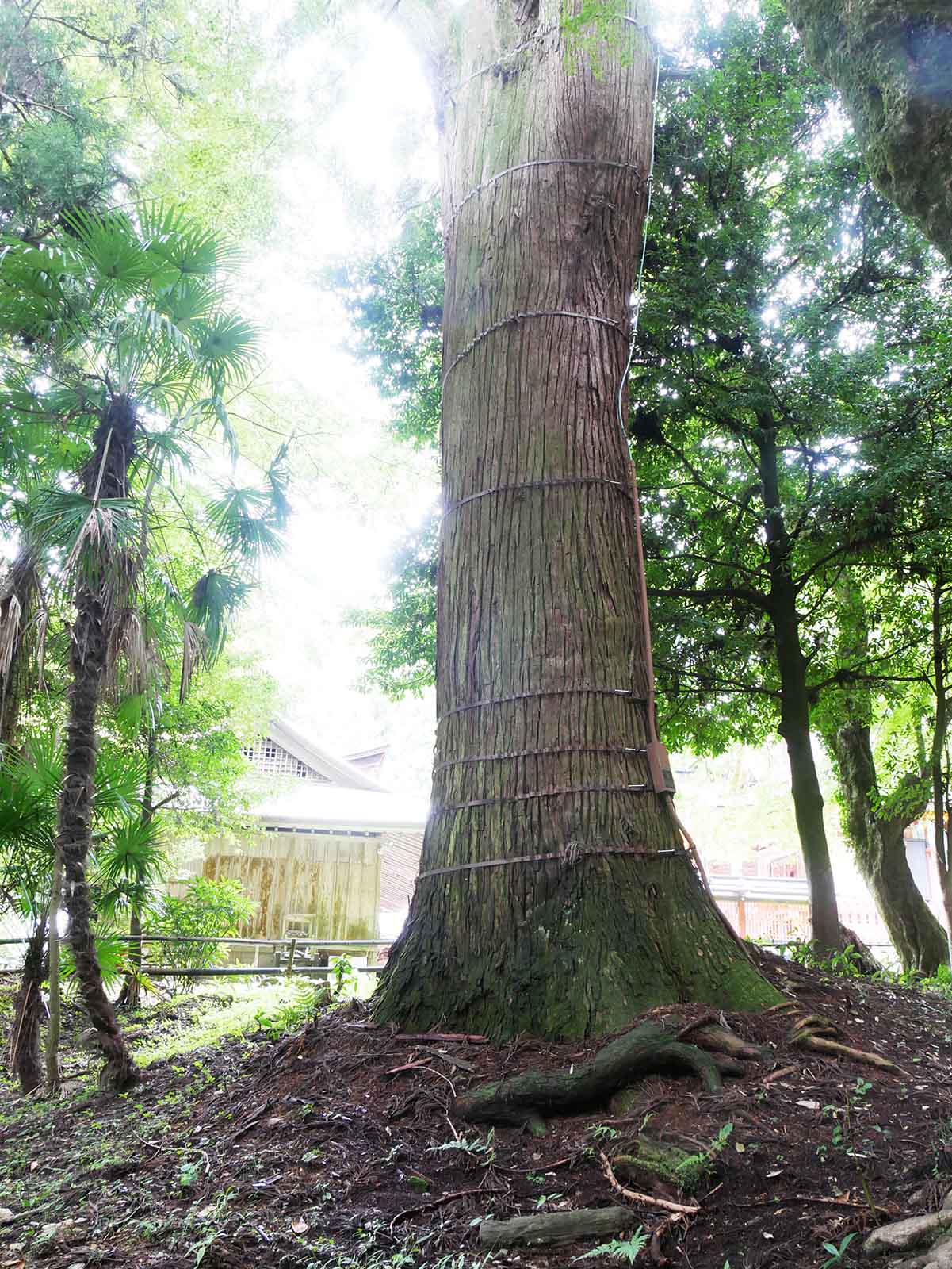 丹生都比売神社のスギ