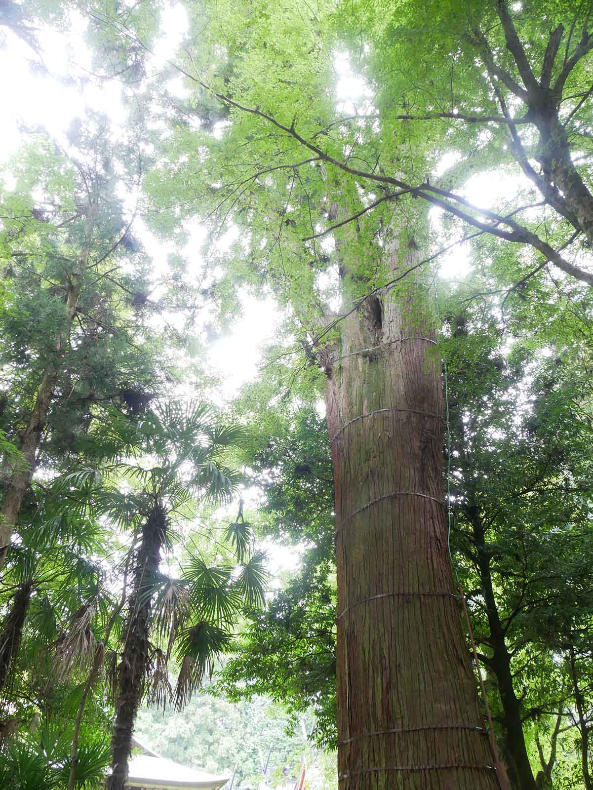 丹生都比売神社のスギ