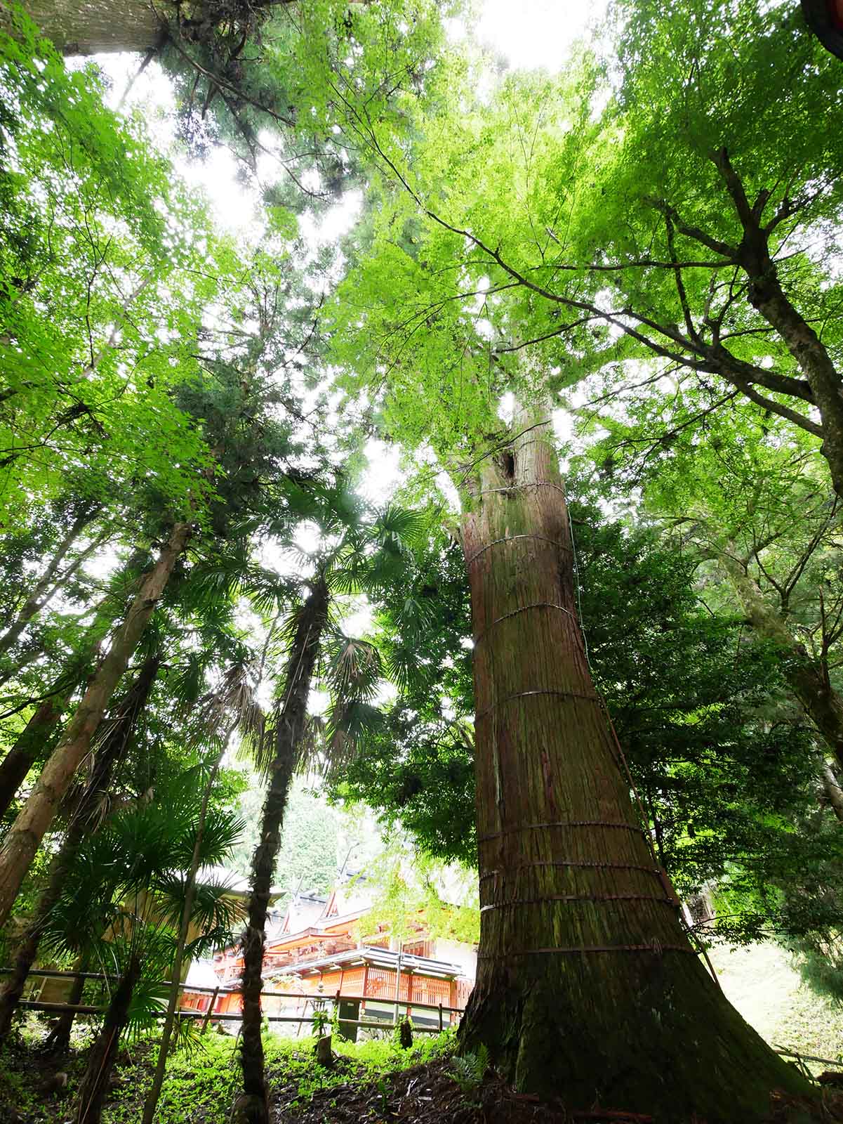 丹生都比売神社のスギ