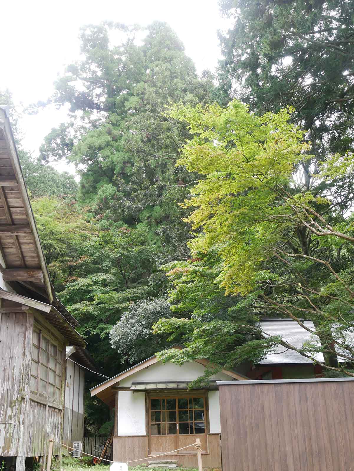 丹生都比売神社のスギ