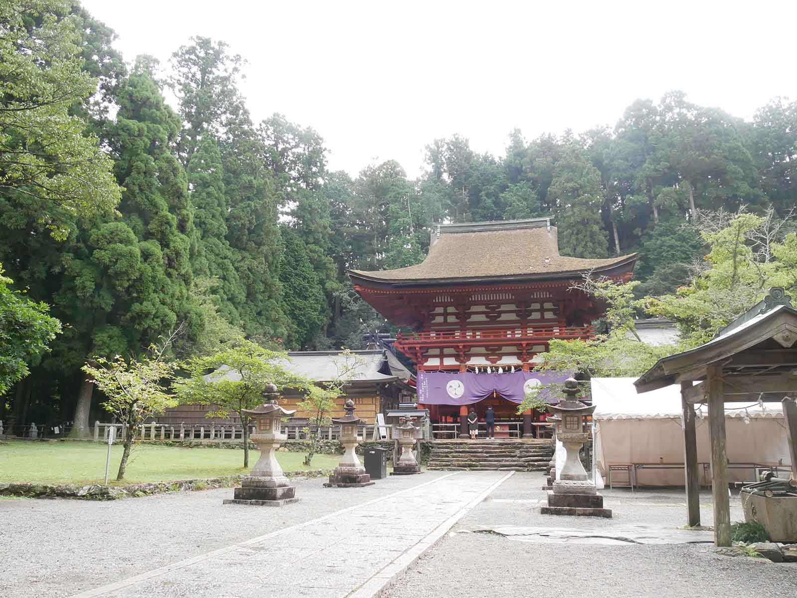 丹生都比売神社のスギ