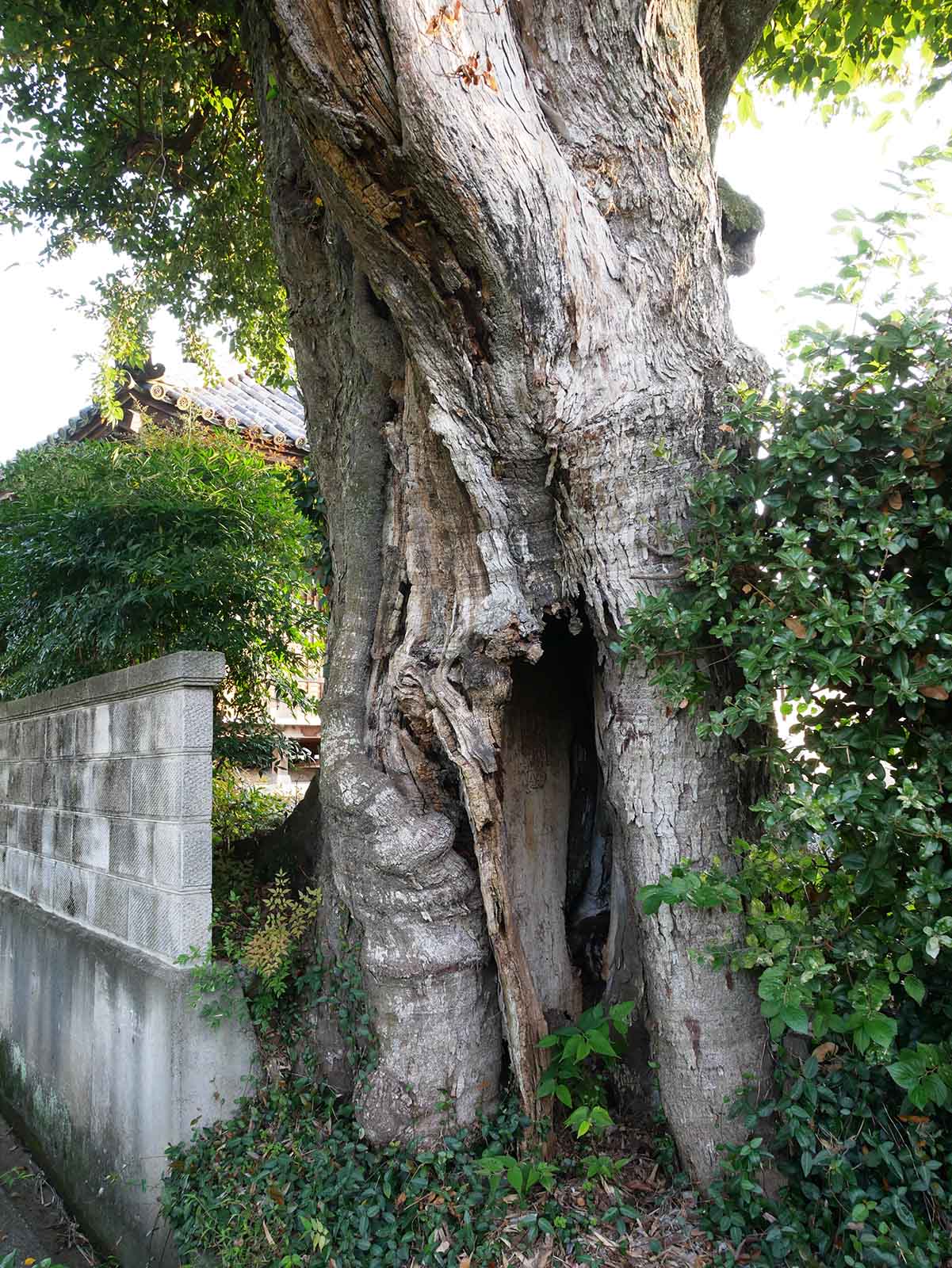 円光寺のムクノキ円光寺のムクノキ 