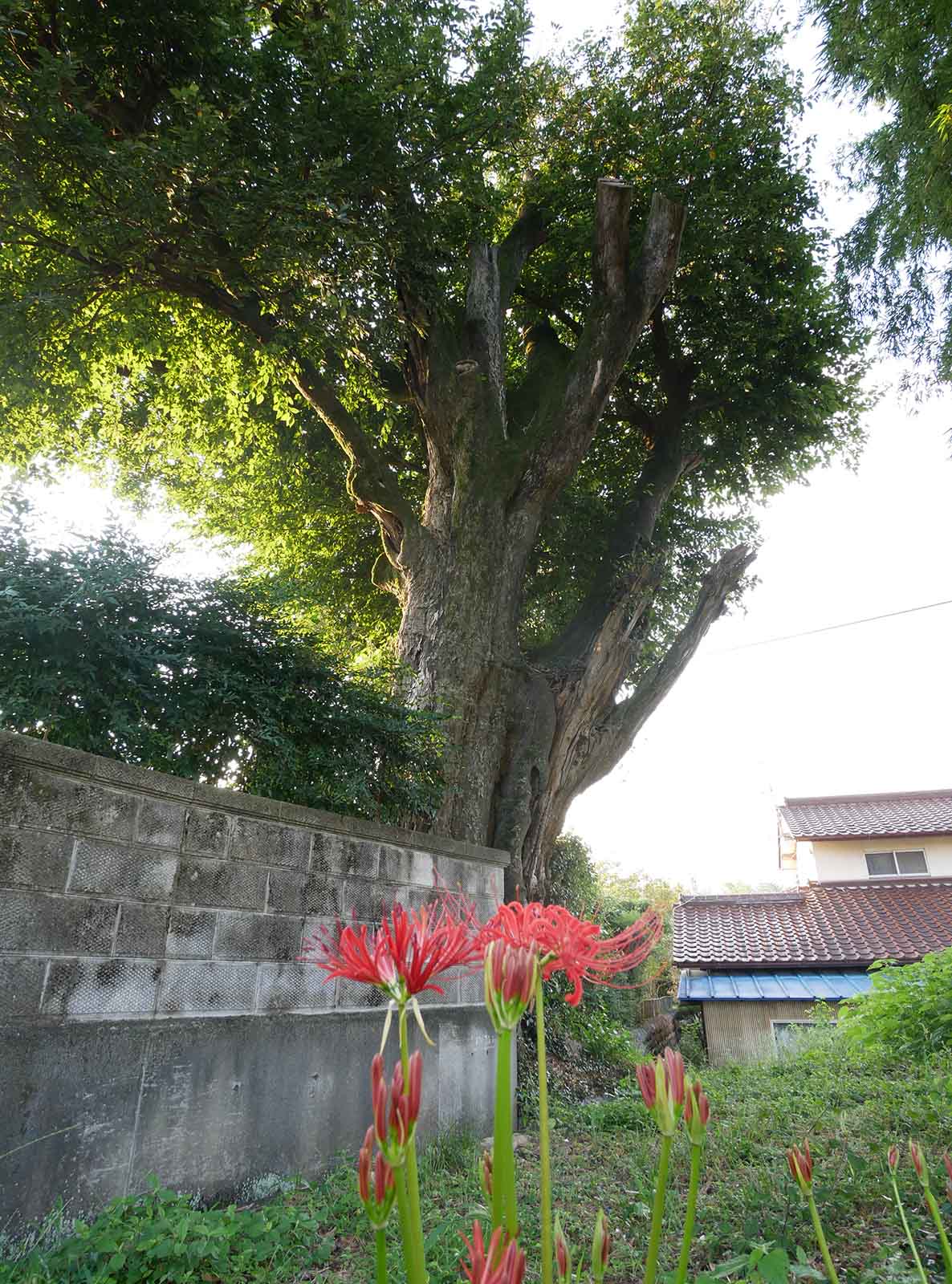  円光寺のムクノキ