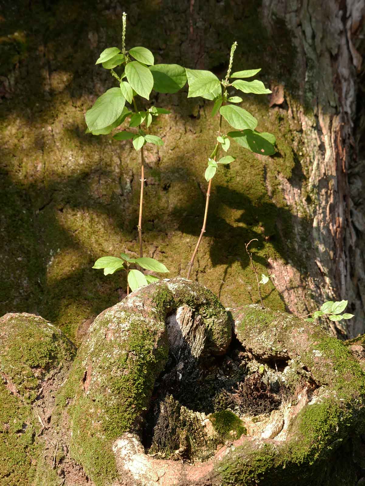 円光寺のムクノキ 