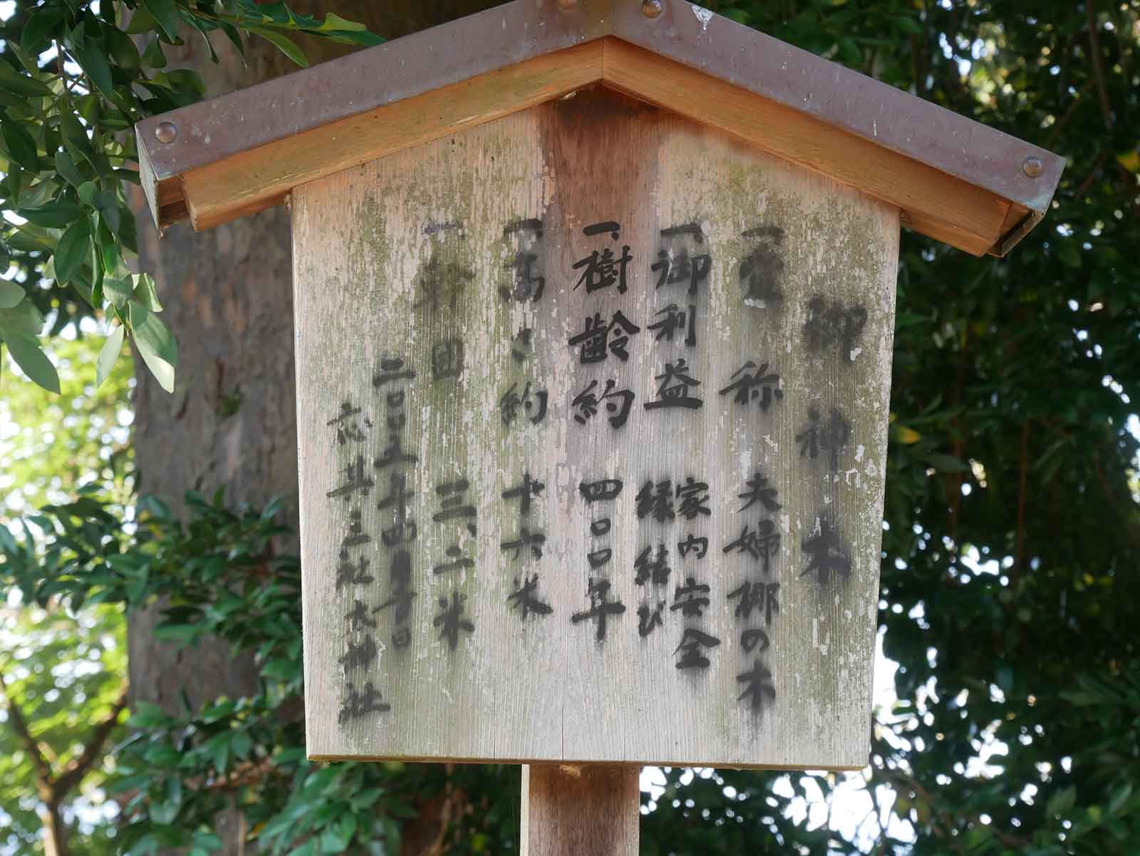 応其太神社のナギ 