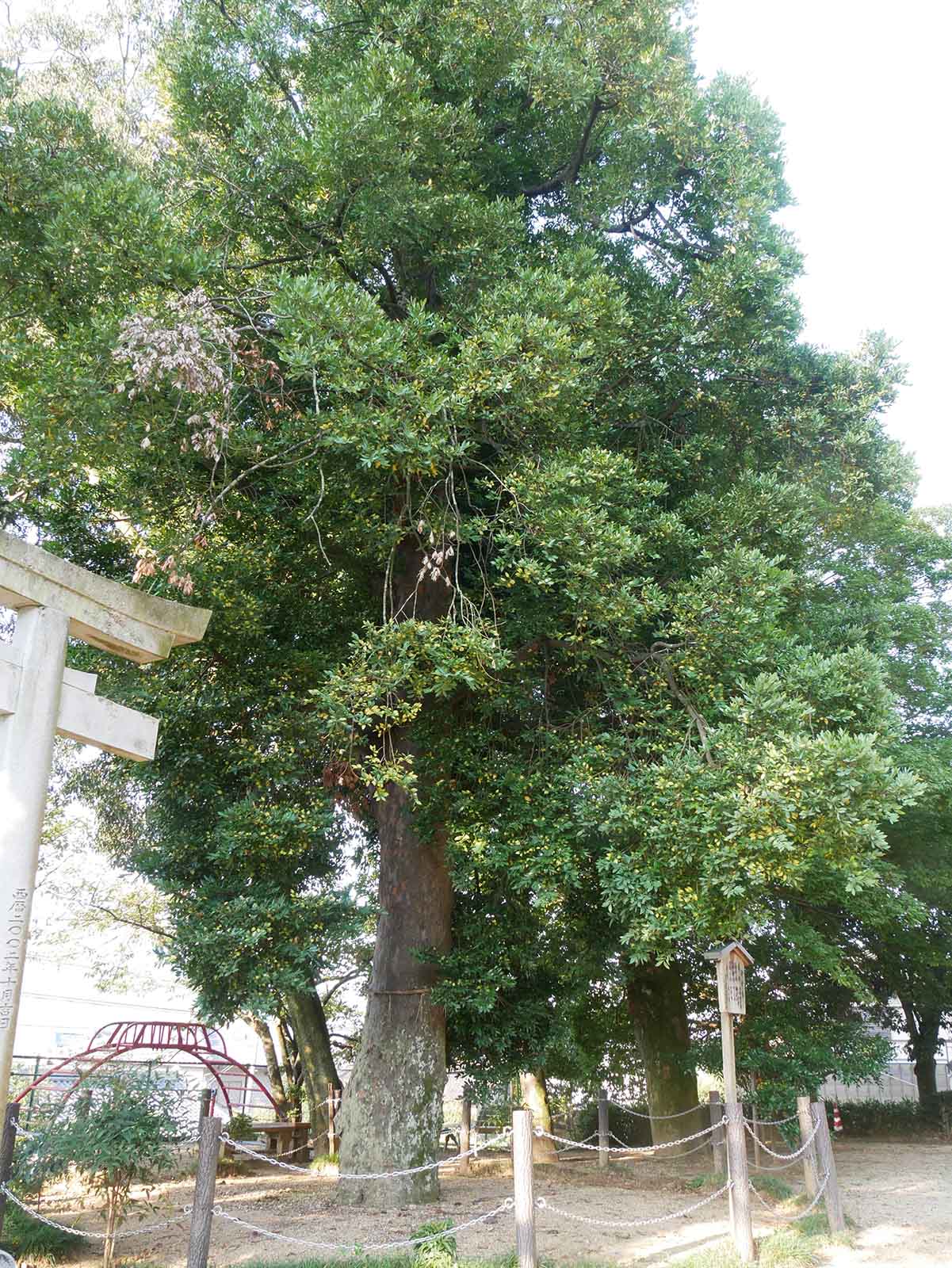 応其太神社のナギ 