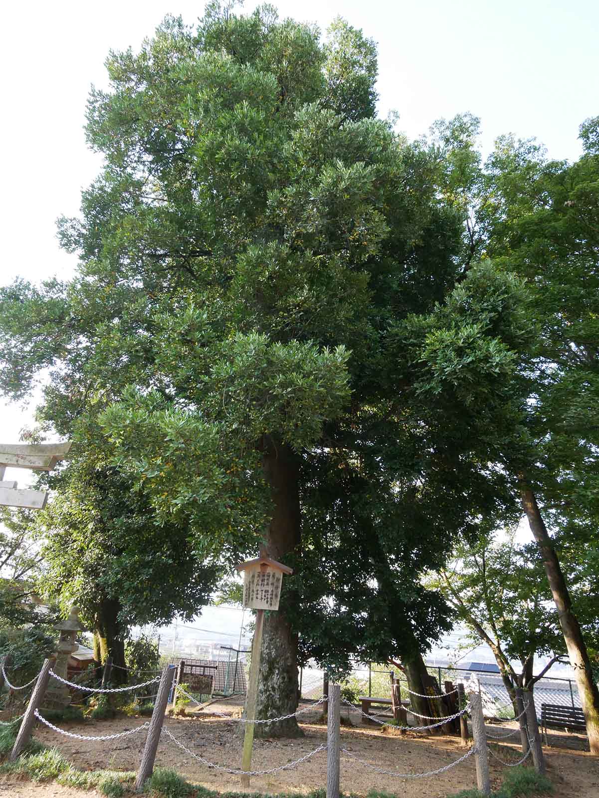  応其太神社のナギ 