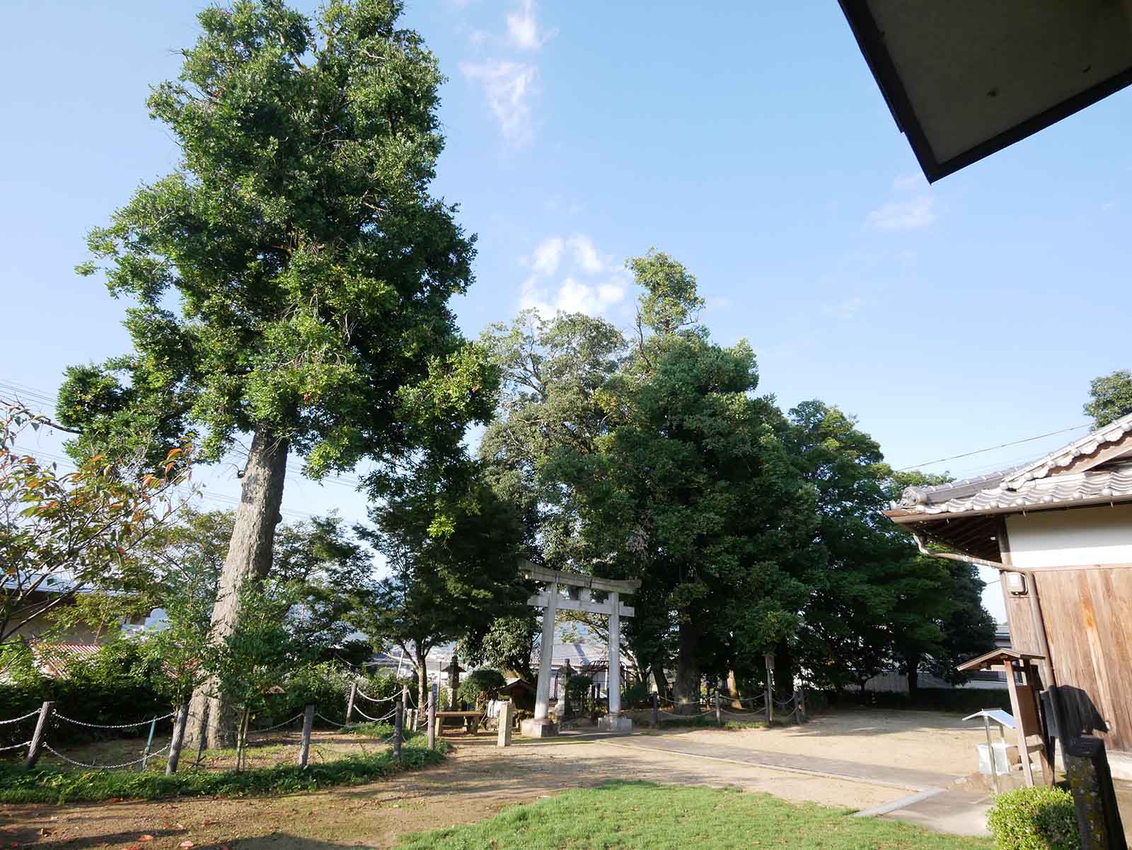 応其太神社のナギ 