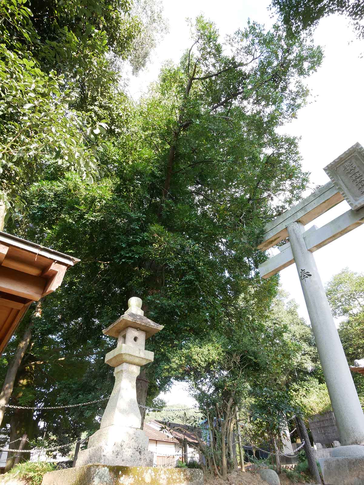 応其太神社のナギ 