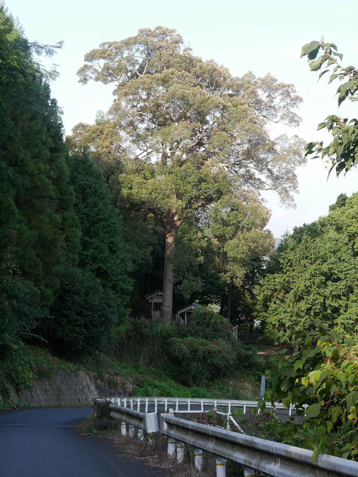 兄井鎌八幡宮のイチイガシ   