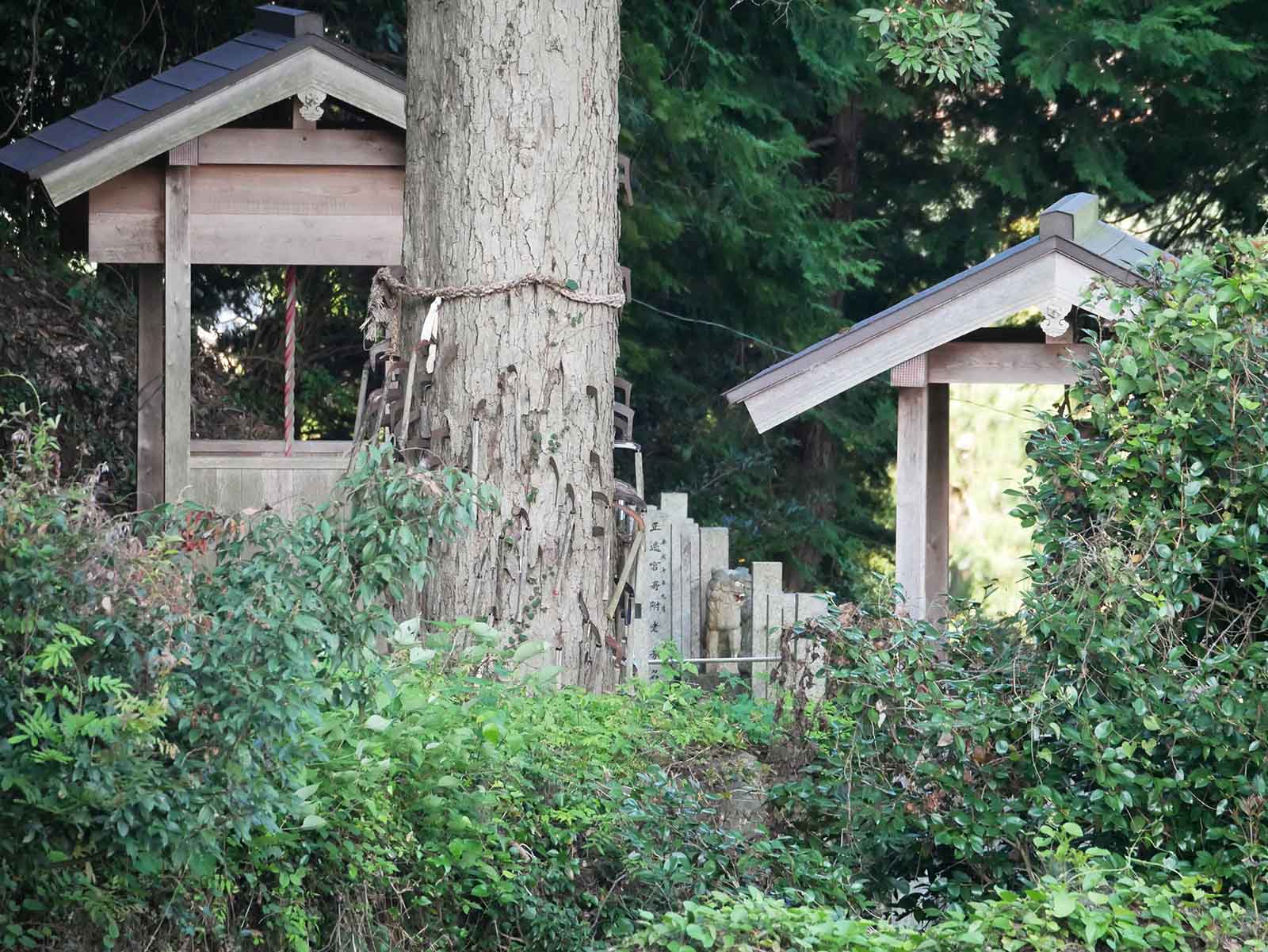  兄井鎌八幡宮のイチイガシ  