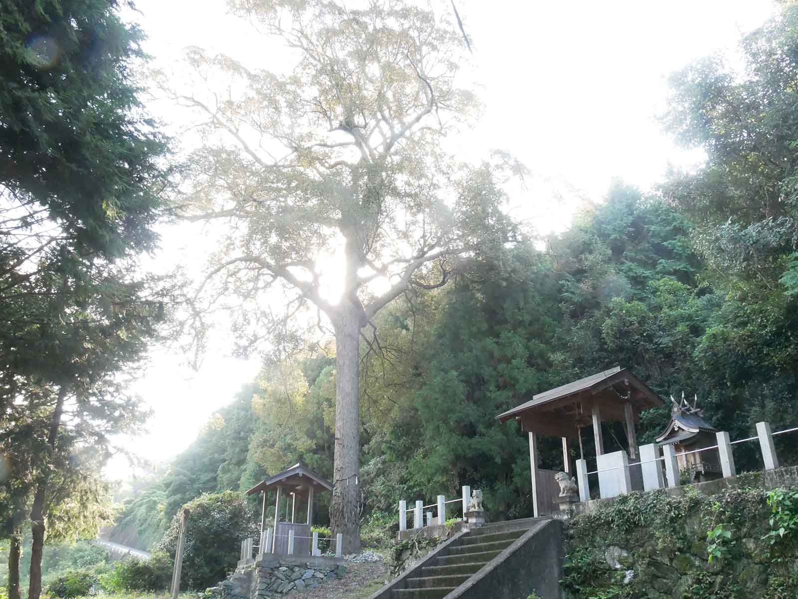 兄井鎌八幡宮のイチイガシ   