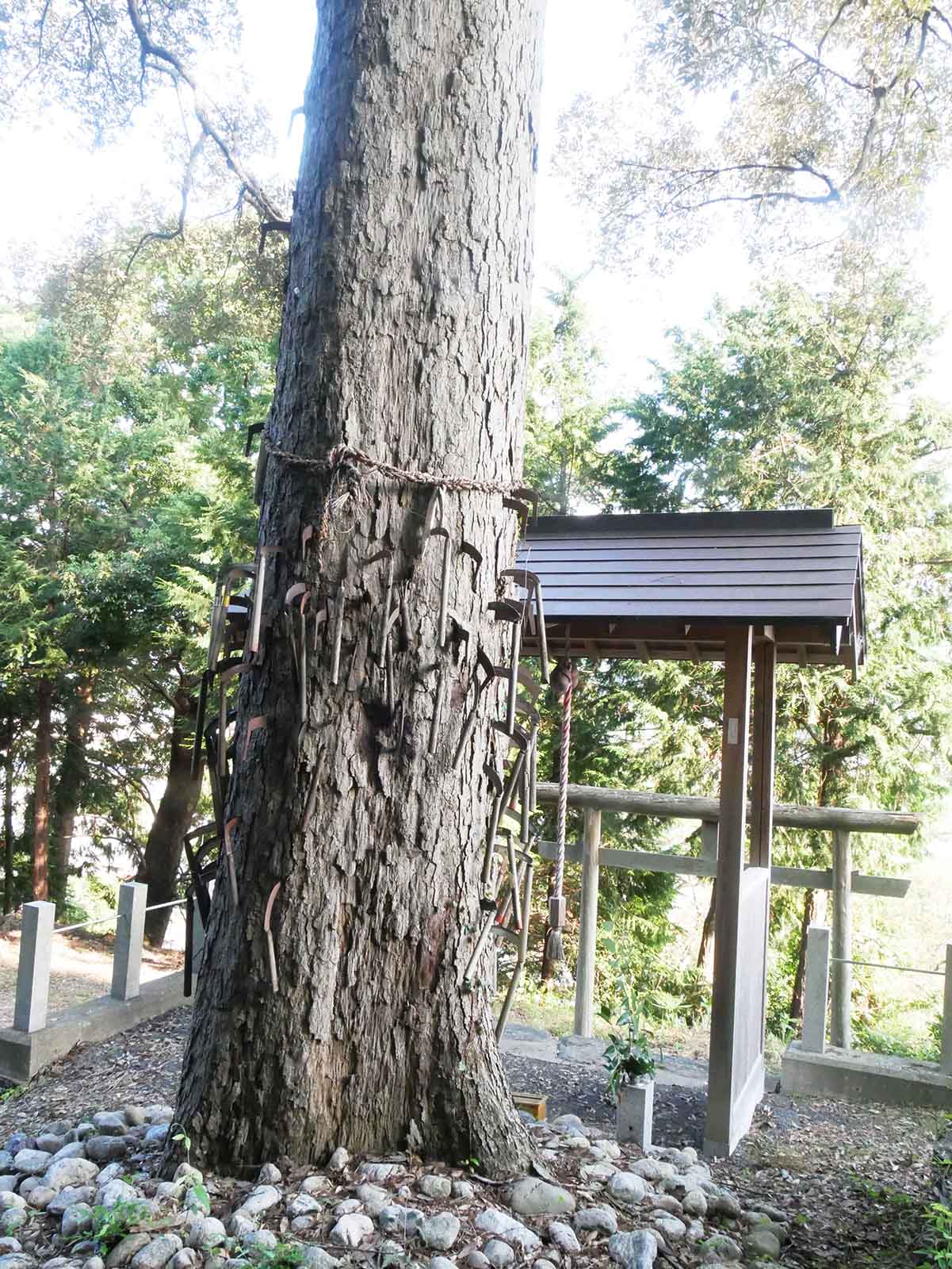 兄井鎌八幡宮のイチイガシ   