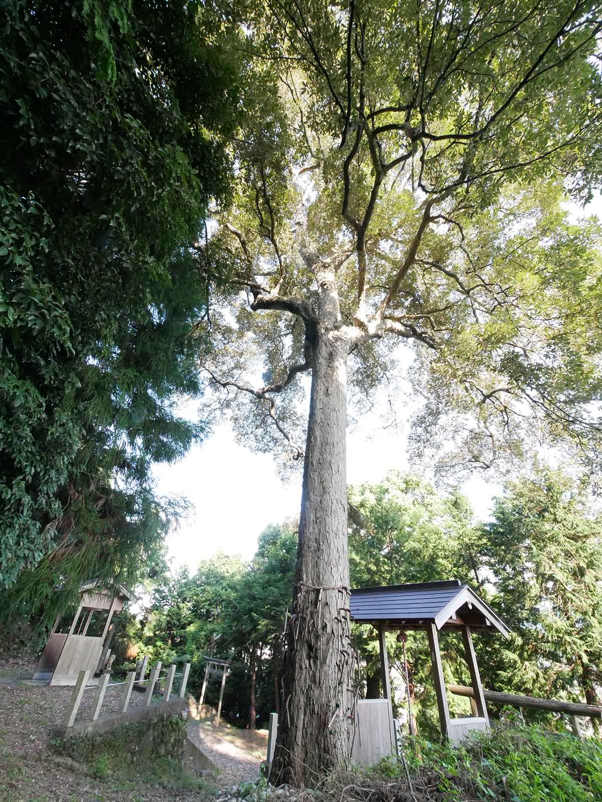 兄井鎌八幡宮のイチイガシ   