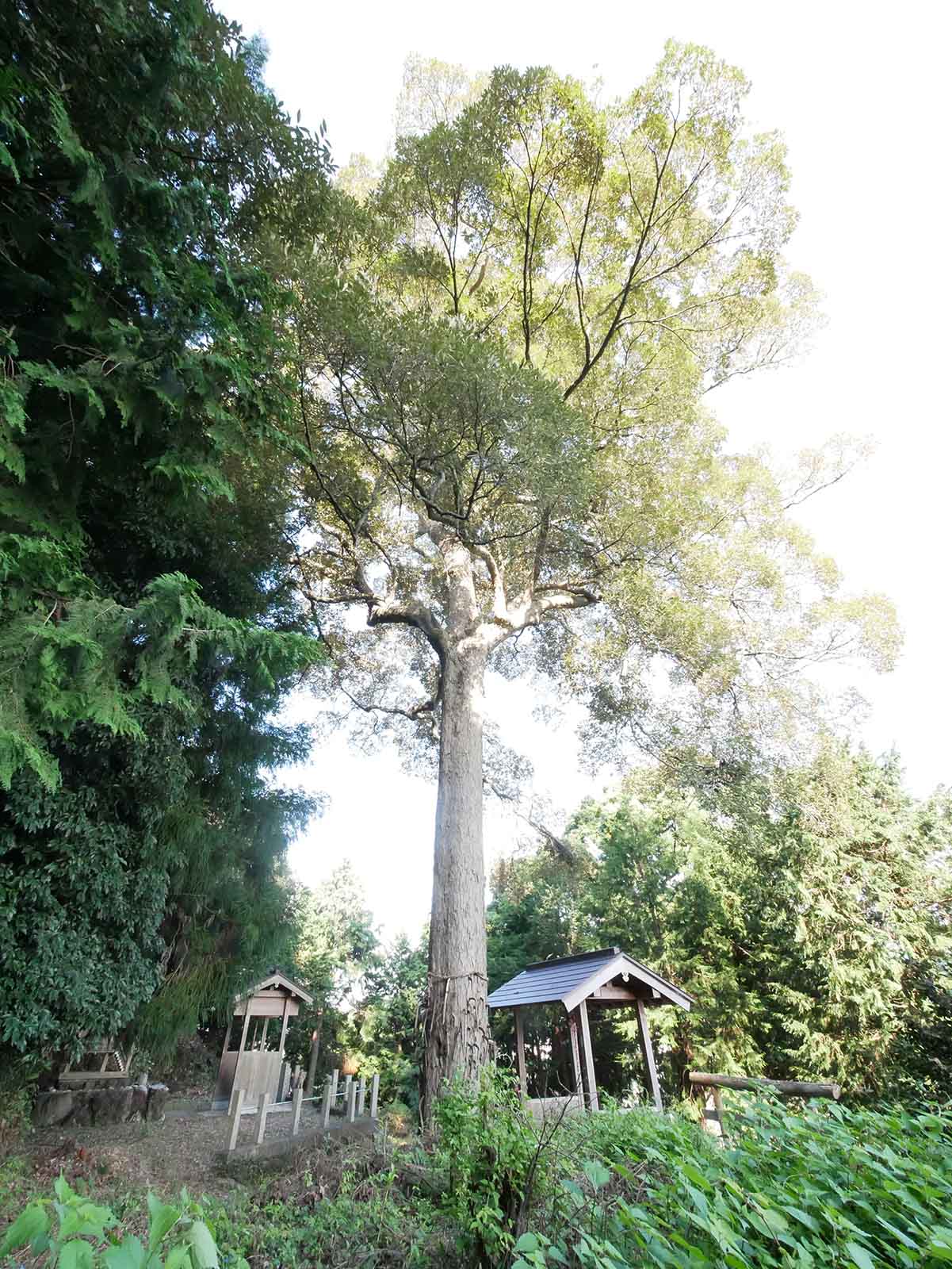 兄井鎌八幡宮のイチイガシ   