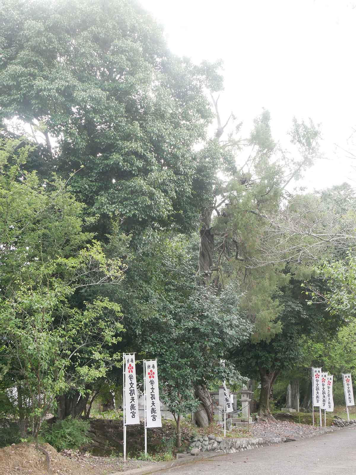 天満神社のネズ  