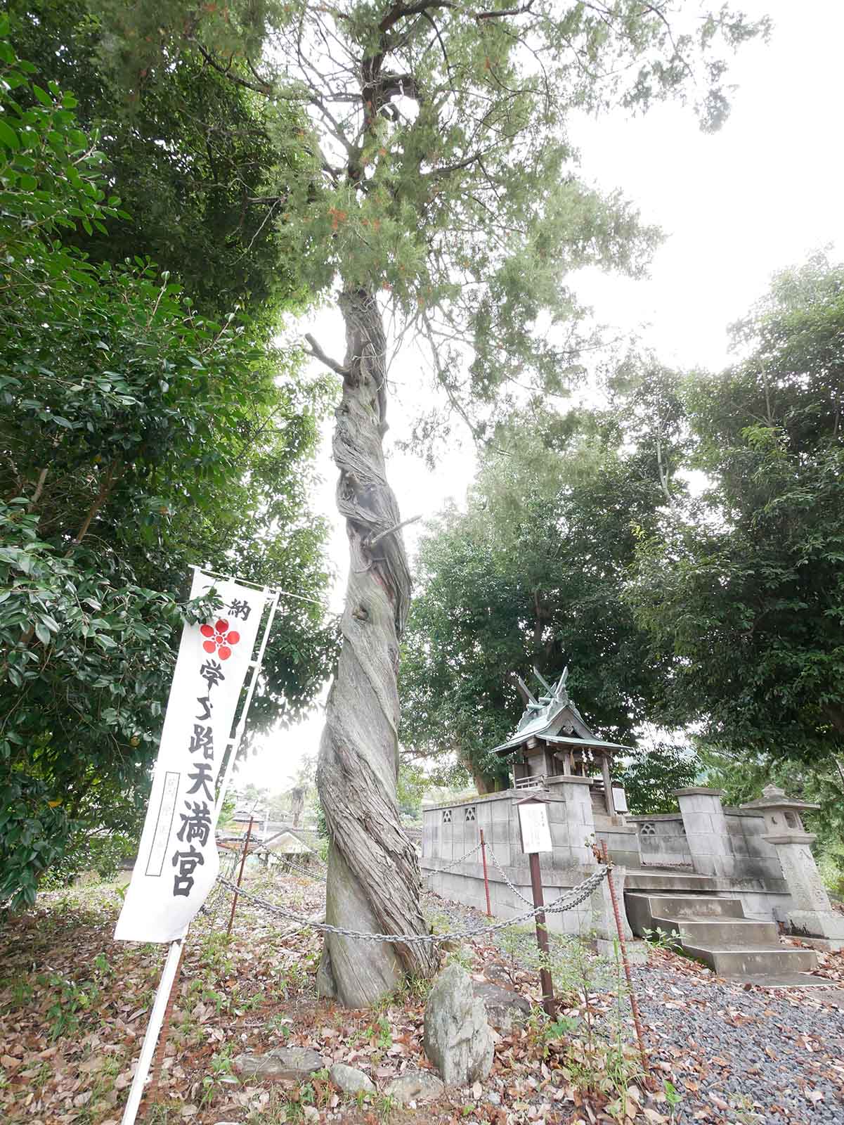 天満神社のネズ  