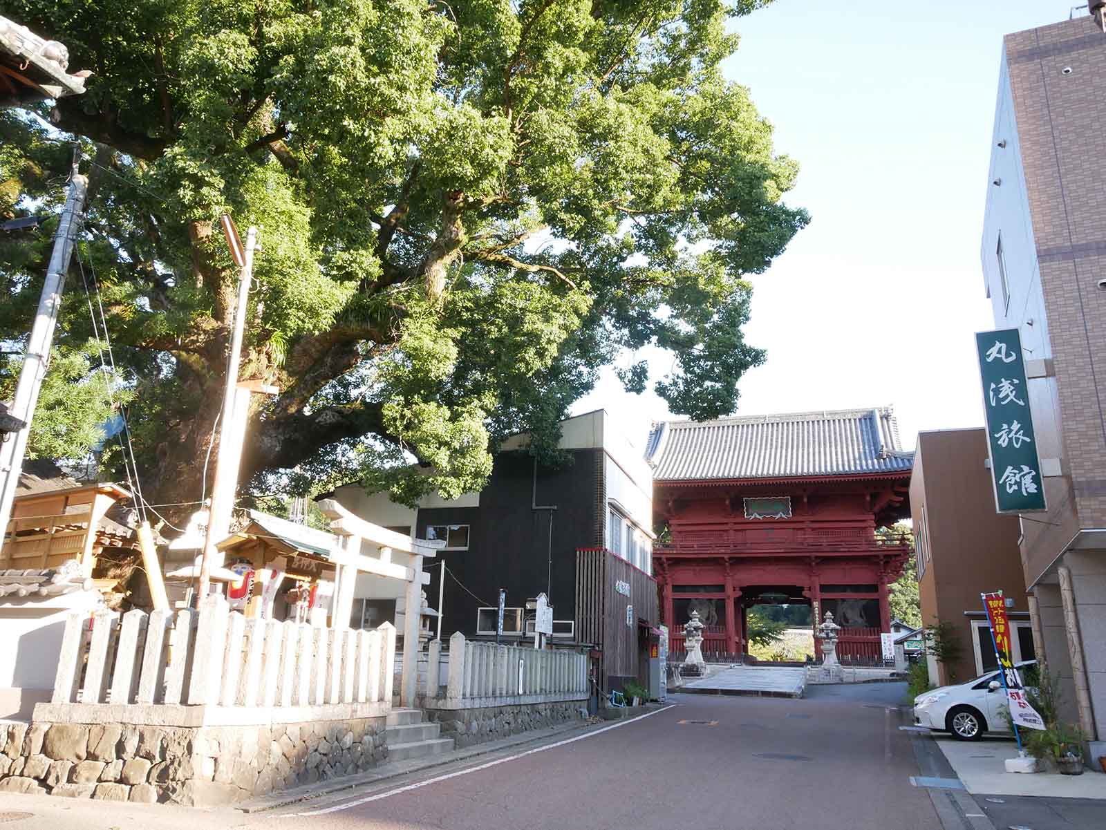  大神社のクスノキ