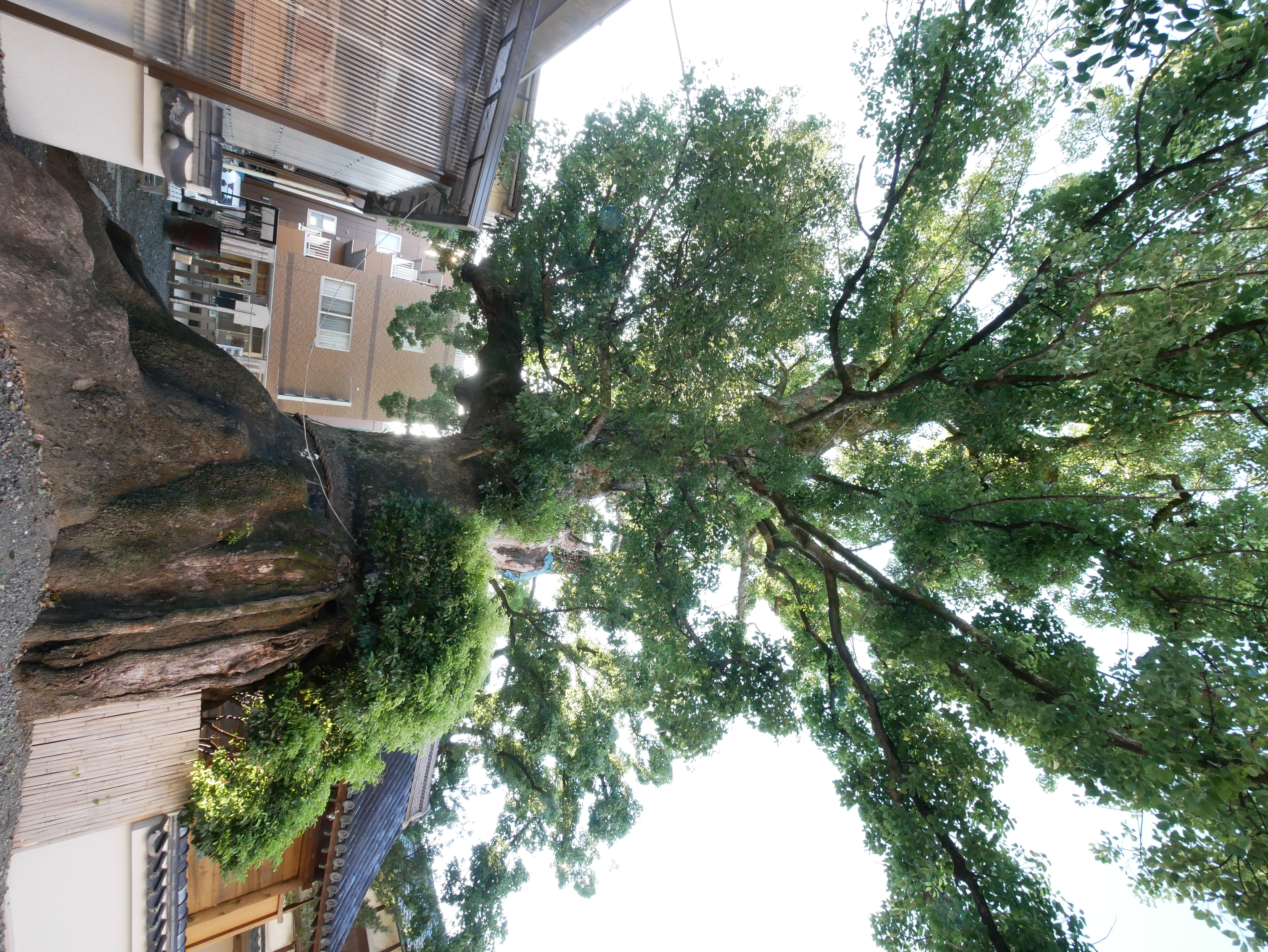  大神社のクスノキ