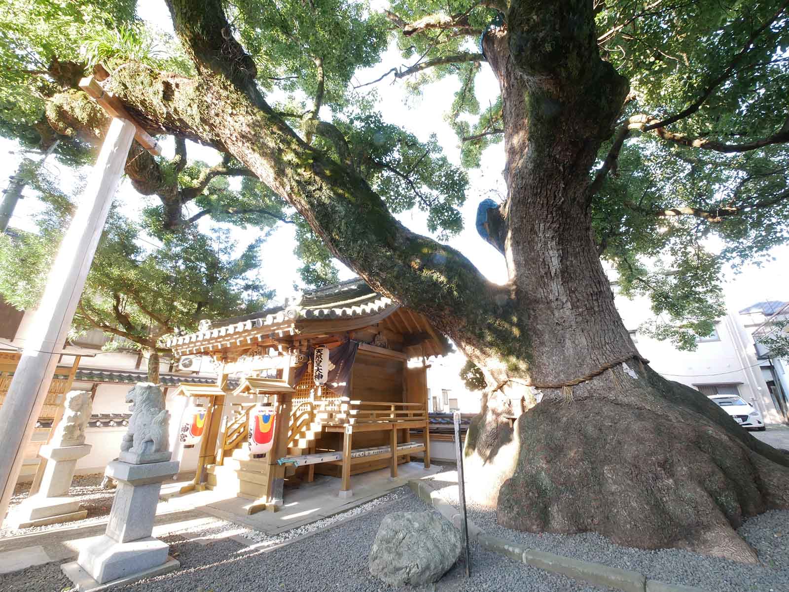  大神社のクスノキ