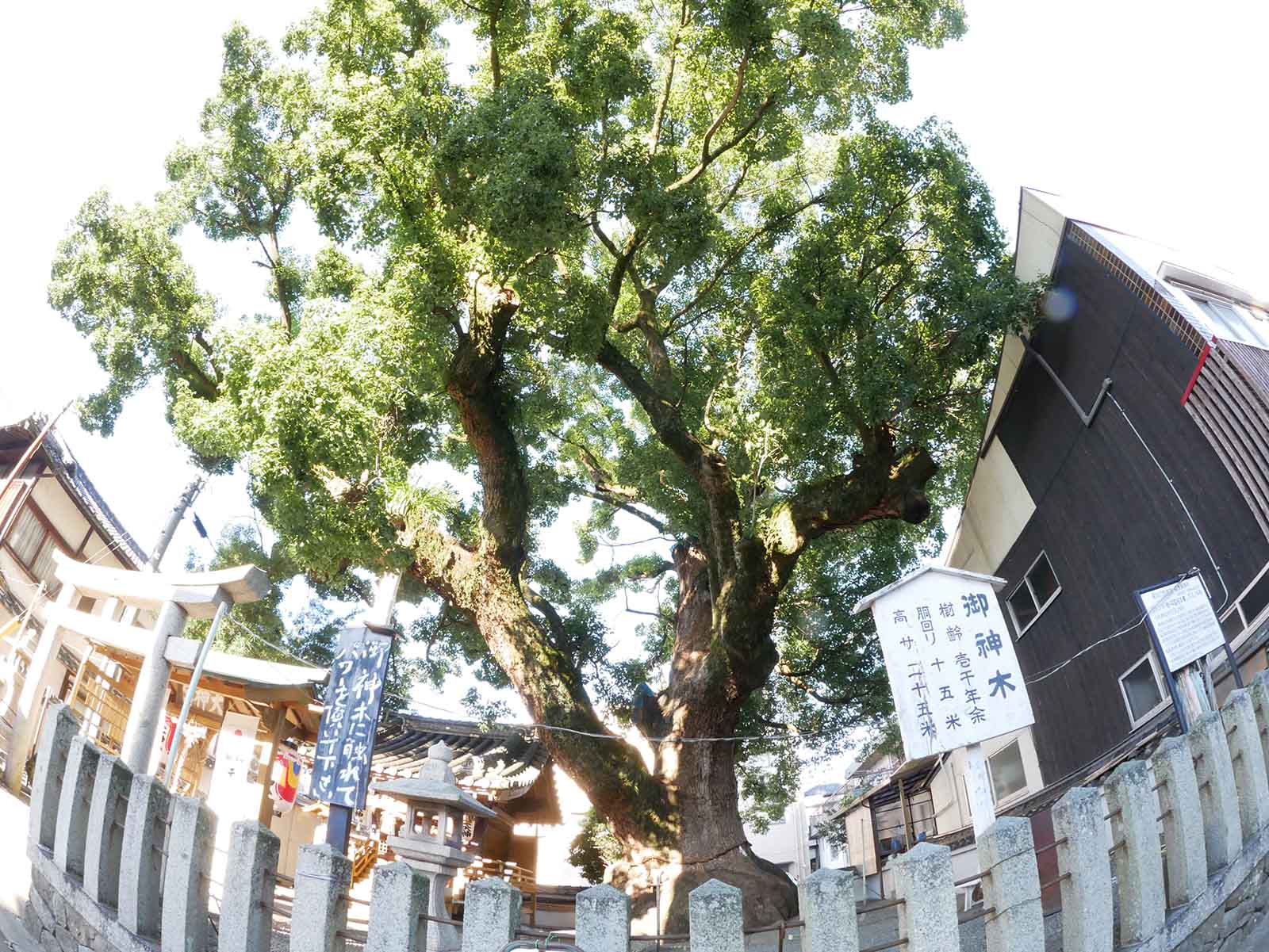  大神社のクスノキ 