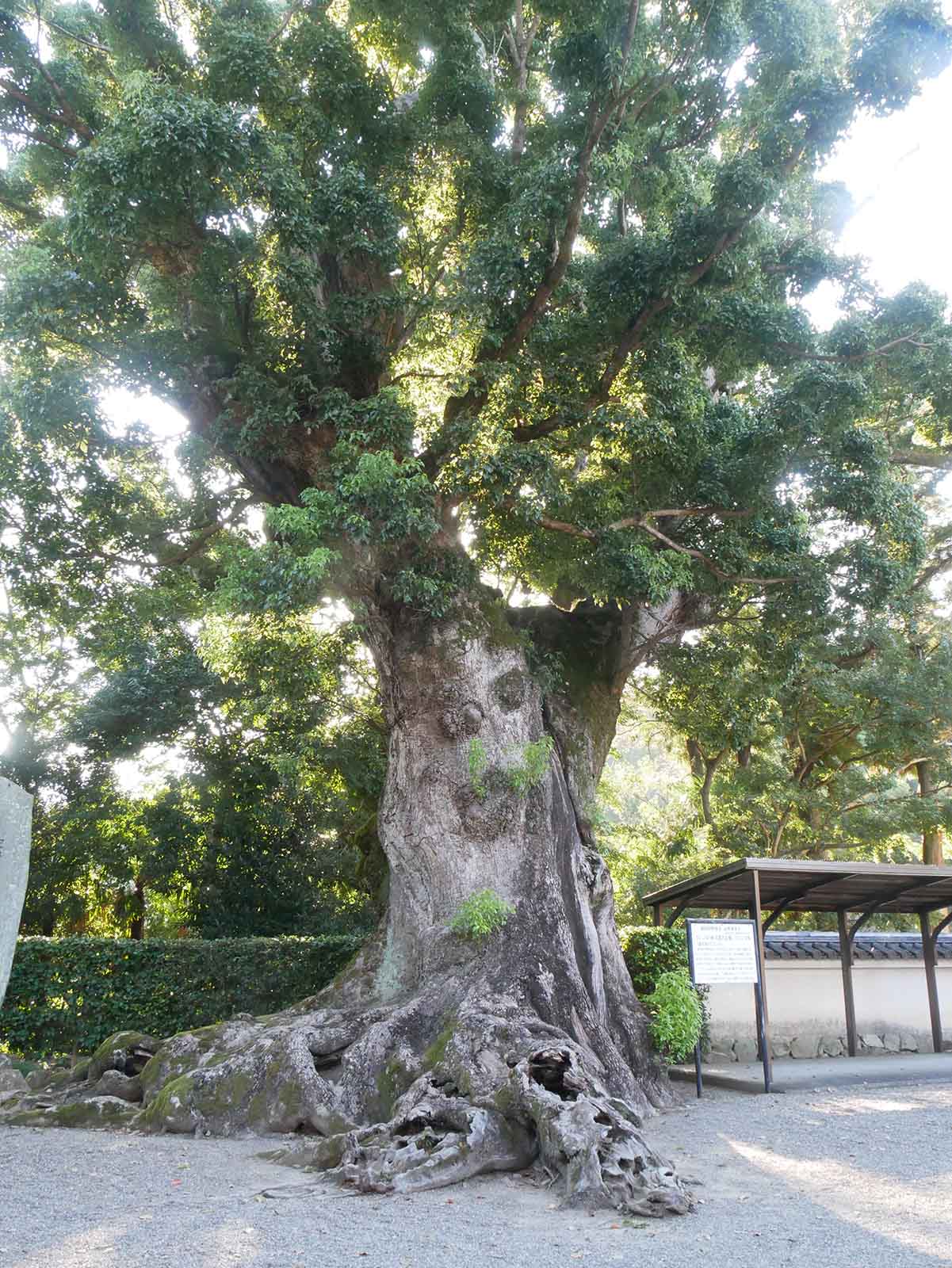  粉河寺・踞木地のクスノキ