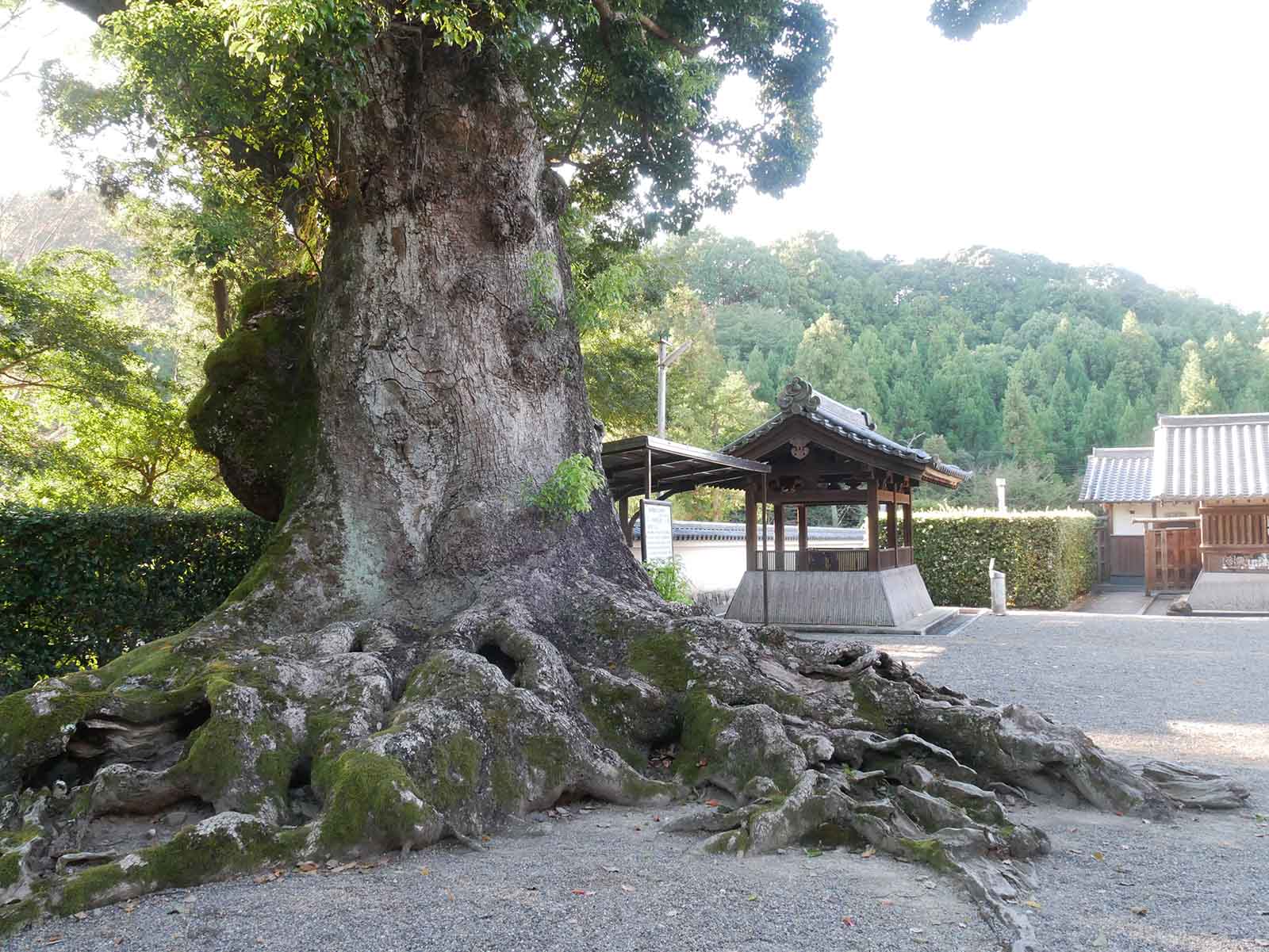  粉河寺・踞木地のクスノキ