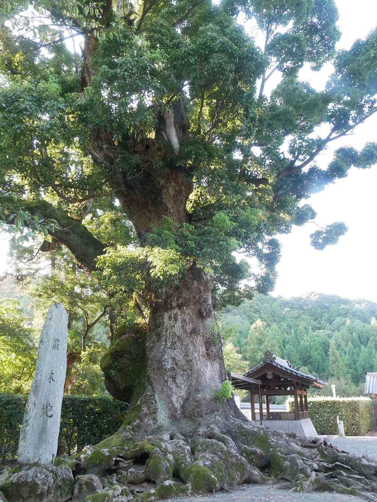  粉河寺・踞木地のクスノキ