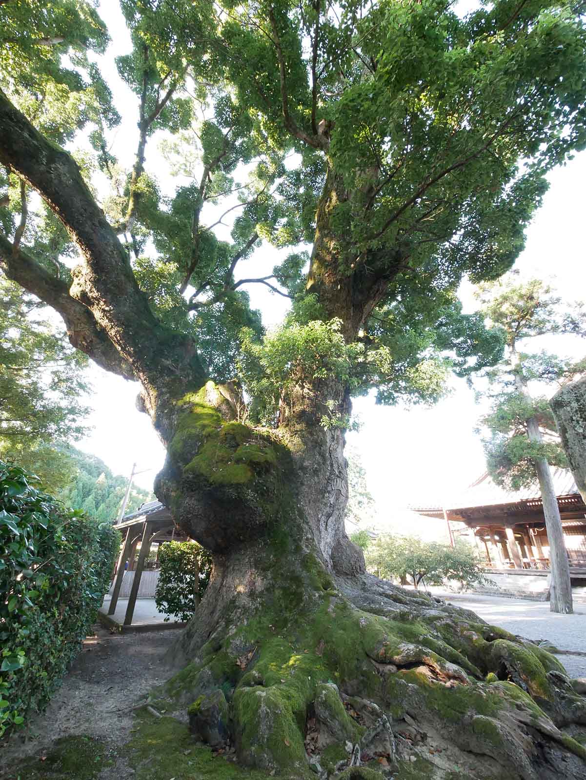  粉河寺・踞木地のクスノキ