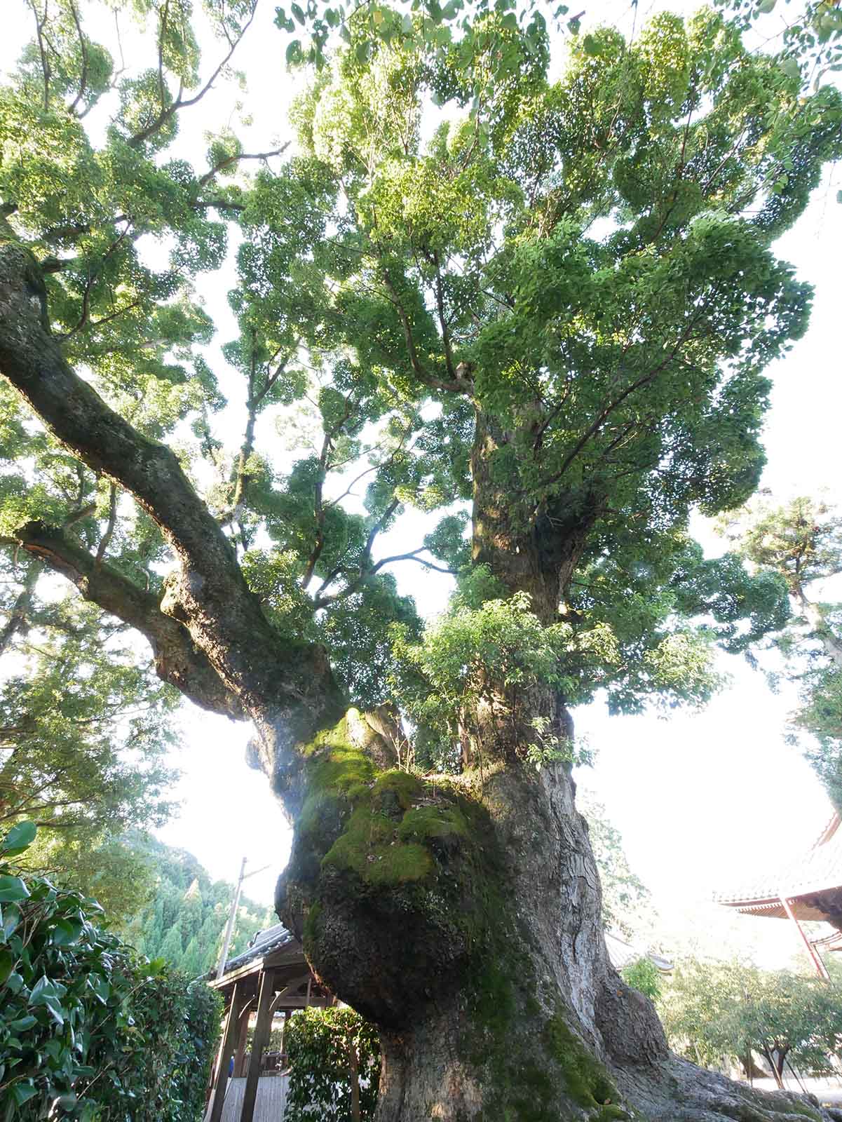  粉河寺・踞木地のクスノキ 