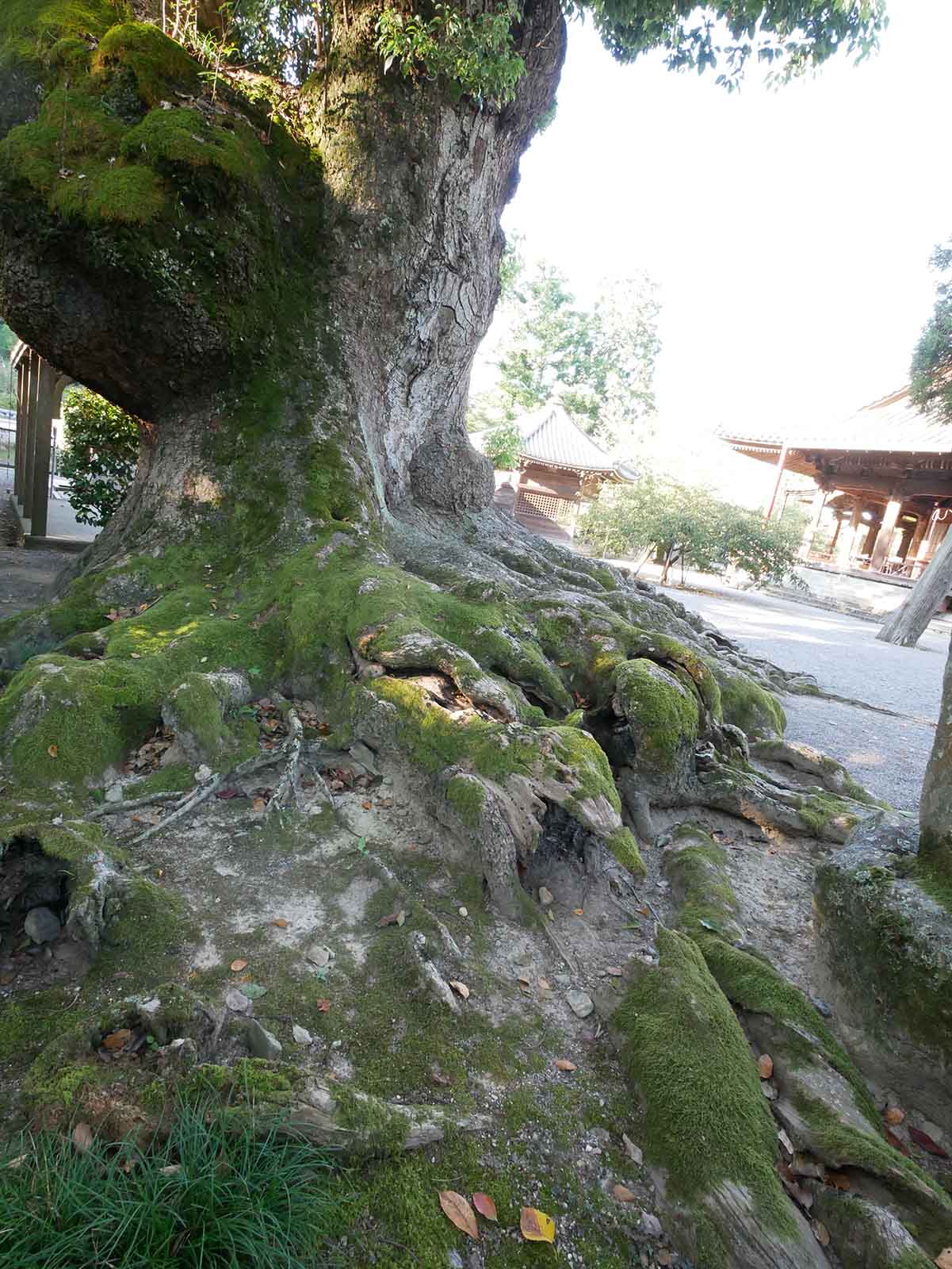   粉河寺・踞木地のクスノキ