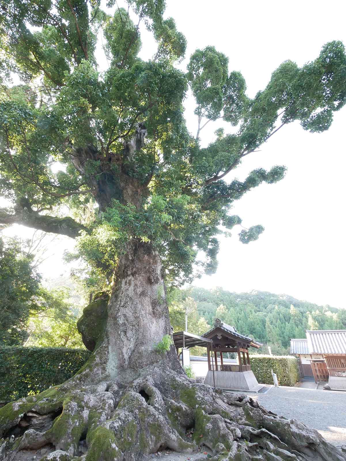   粉河寺・踞木地のクスノキ