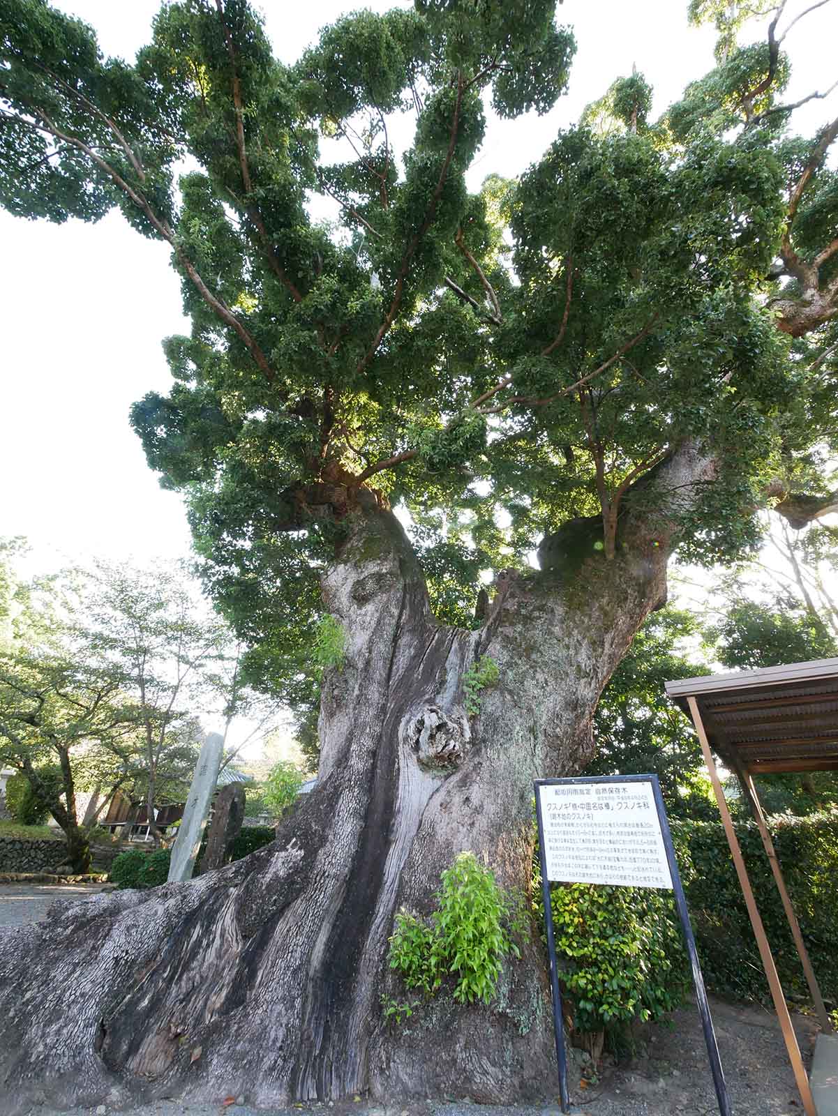   粉河寺・踞木地のクスノキ